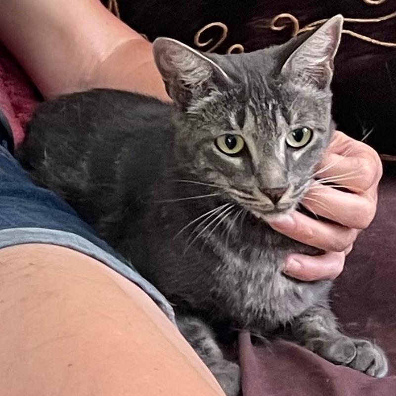 Fawn, a Adoptable Domestic Short Hair in Los Angeles, CA image 2/3