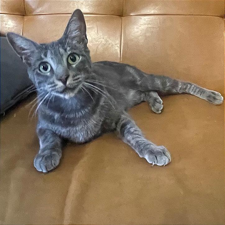 Fawn, a Adoptable Domestic Short Hair in Los Angeles, CA image 3/3