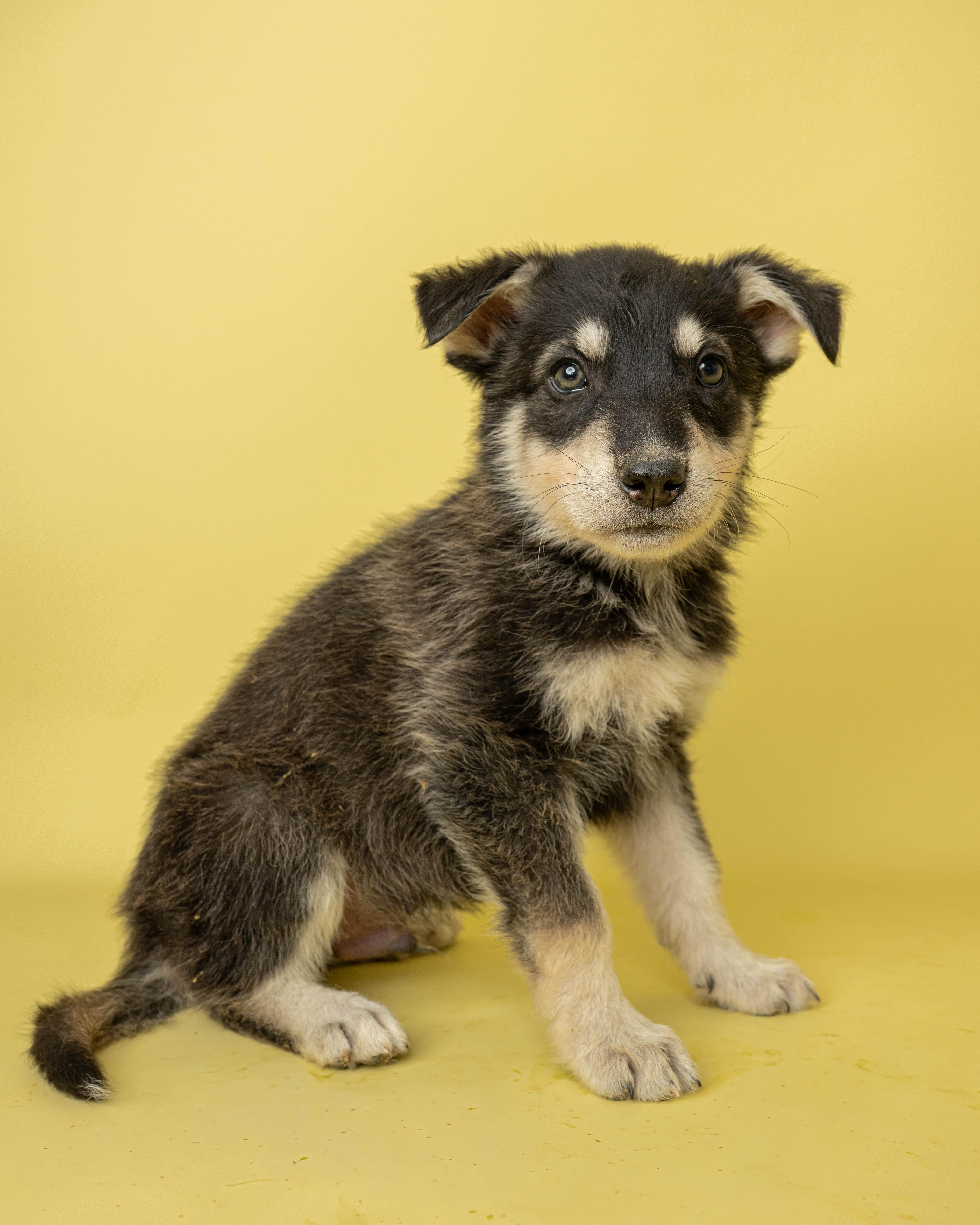 Lollipop Larry, a ADOPTABLE Mixed Breed in Rock Springs, WY image 1/3