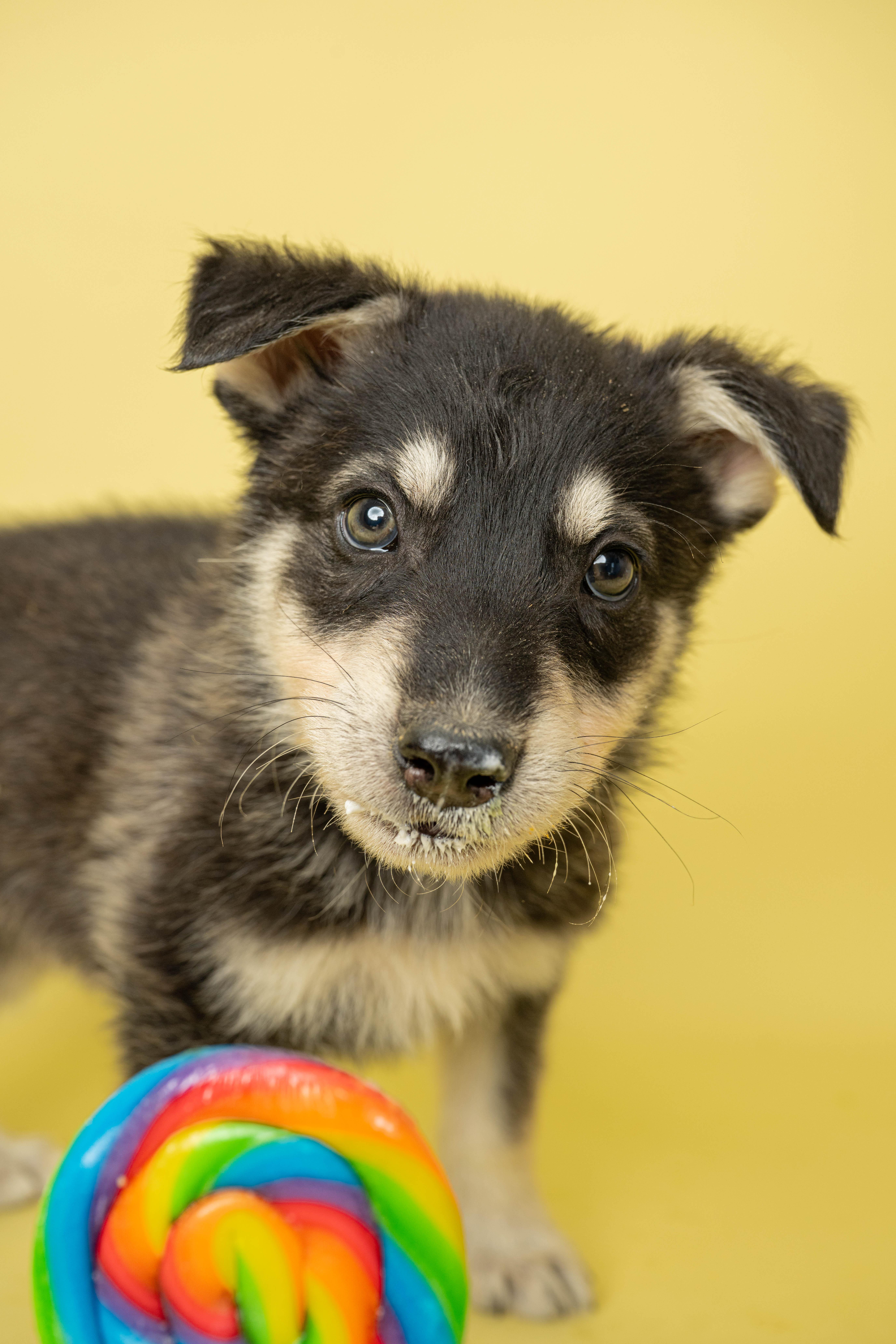 Lollipop Larry, a ADOPTABLE Mixed Breed in Rock Springs, WY image 2/3