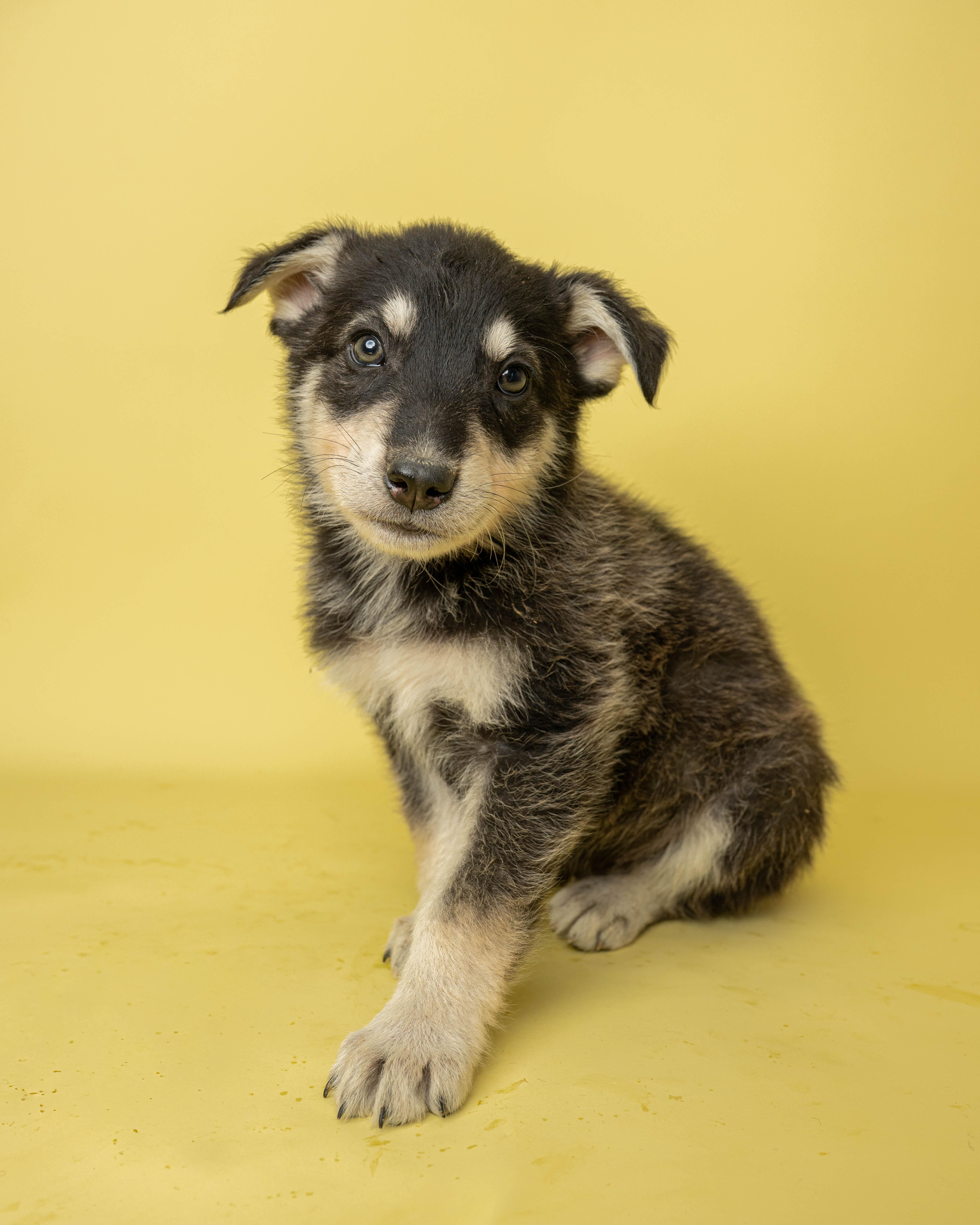 Lollipop Larry, a ADOPTABLE Mixed Breed in Rock Springs, WY image 3/3