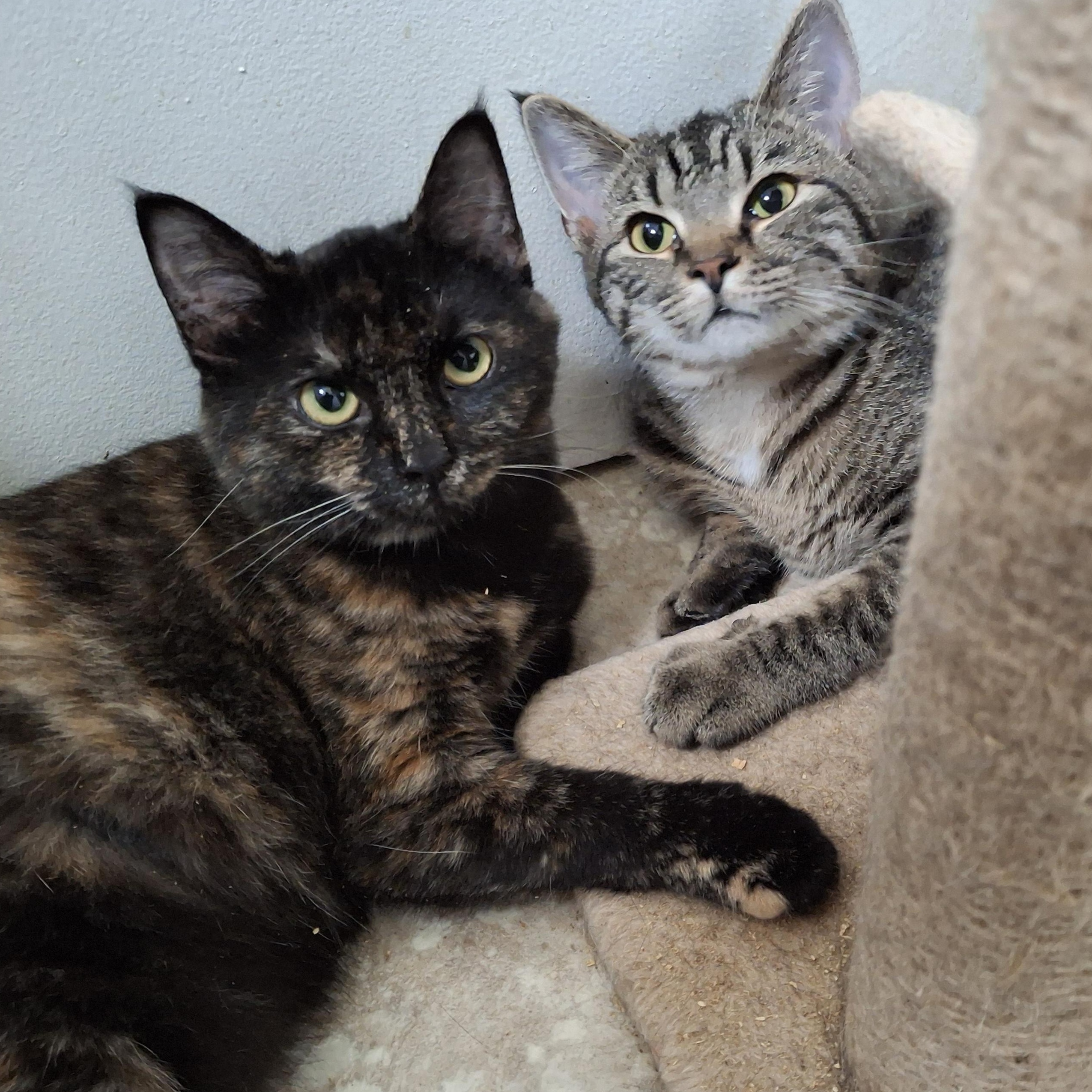 Reba and Lainey ( Rambleton Acres babies)