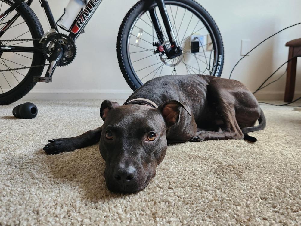 Enlarge Scamps, a Adoptable mixed breed in Orlando, FL image 1/6