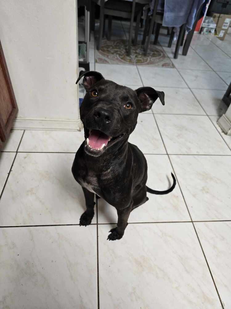 Scamps, Adoptable, Adult Male Pit Bull Terrier.