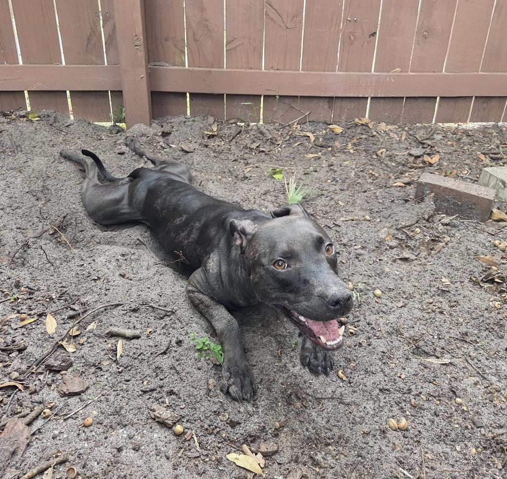 Enlarge Scamps, a Adoptable mixed breed in Orlando, FL image 6/6