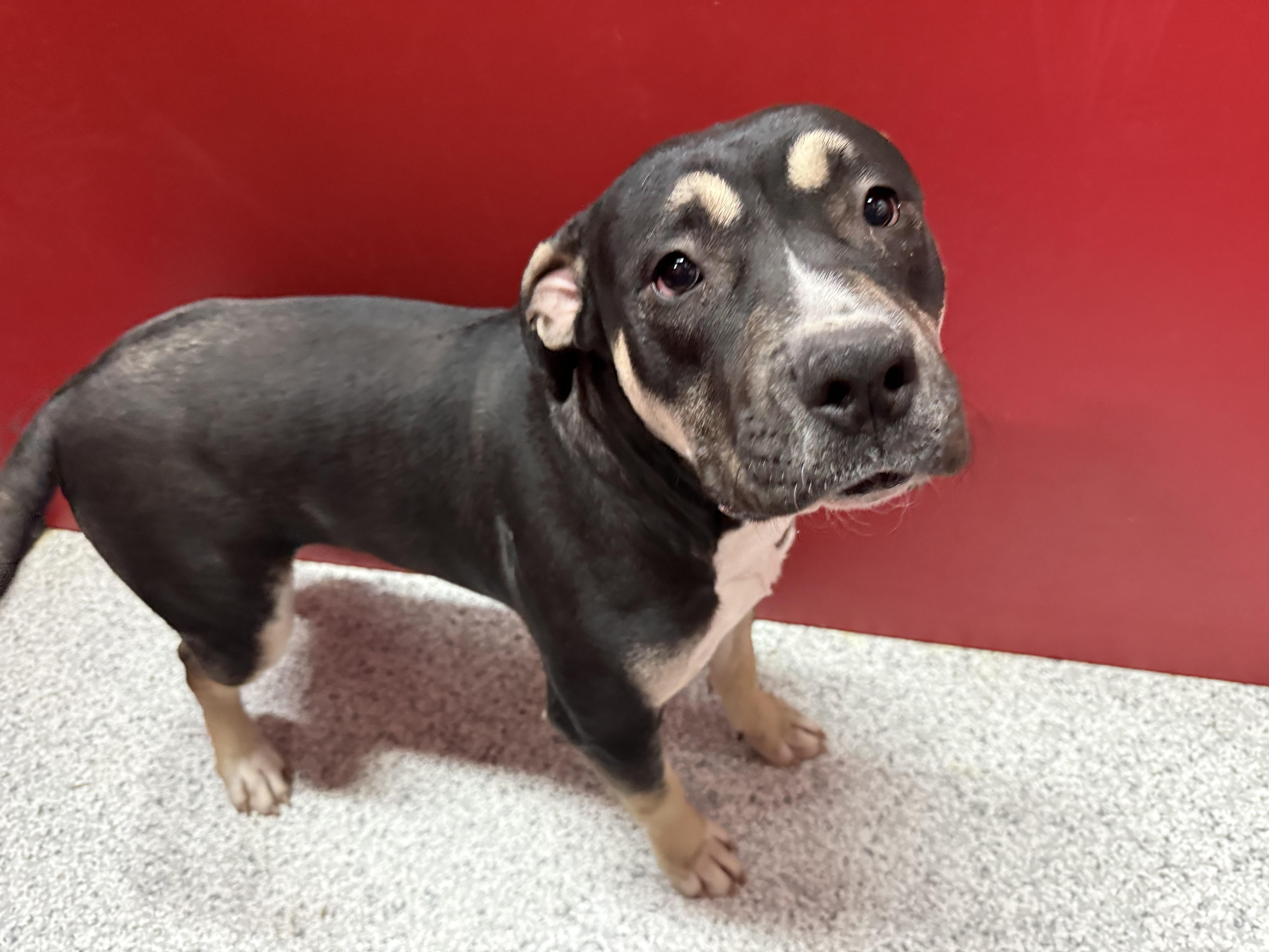 Clover , a Adoptable Pit Bull Terrier in Portland, ME image 3/4