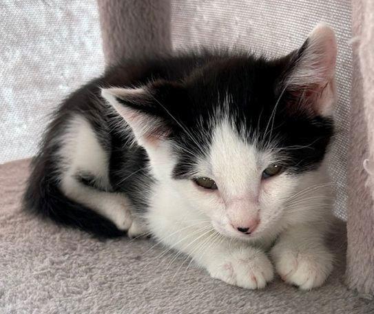 Dottie, Adoptable, Young Female Domestic Short Hair.