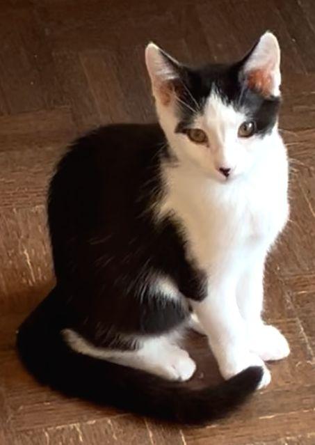 Enlarge Dottie, a Adoptable Domestic Short Hair in Seal Beach, CA image 2/2