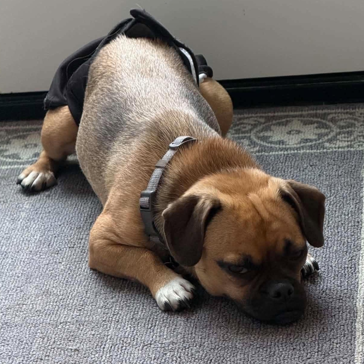 Enlarge Dolly, a Adoptable mixed breed in Calgary, AB image 2/3