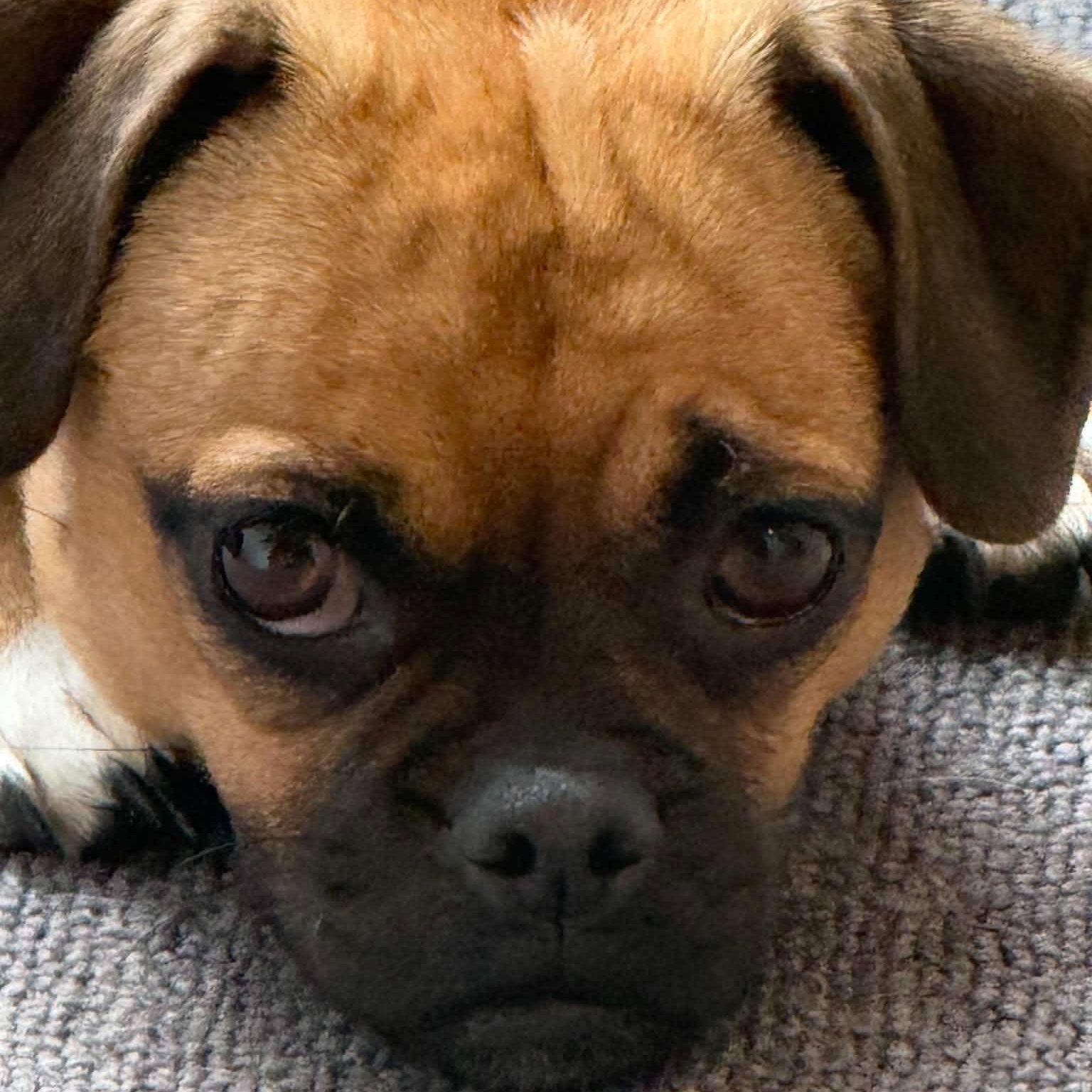 Dolly, Adoptable, Adult Female Pug & Chihuahua.