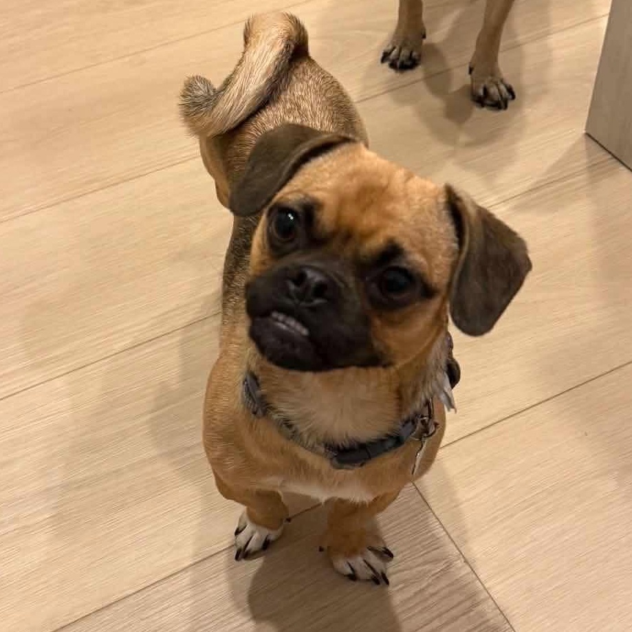 Enlarge Dolly, a Adoptable mixed breed in Calgary, AB image 3/3