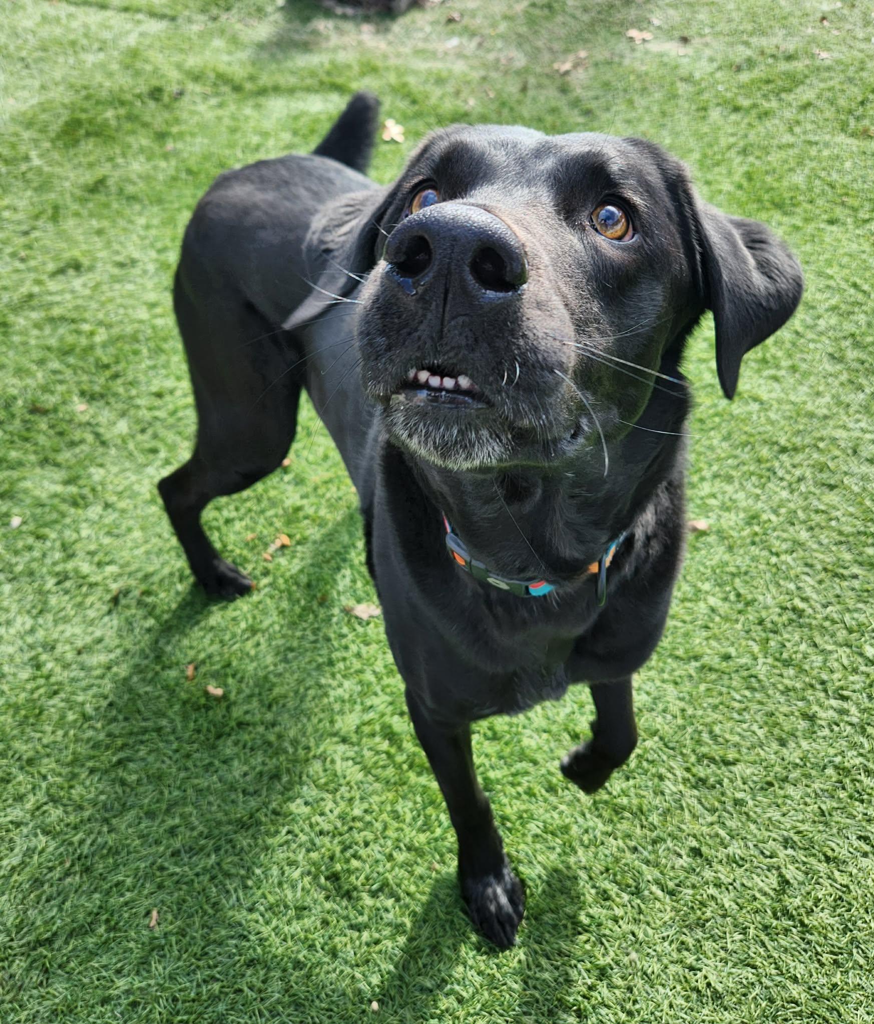 Enlarge Ruger, a ADOPTABLE mixed breed in Sparta, WI image 2/6
