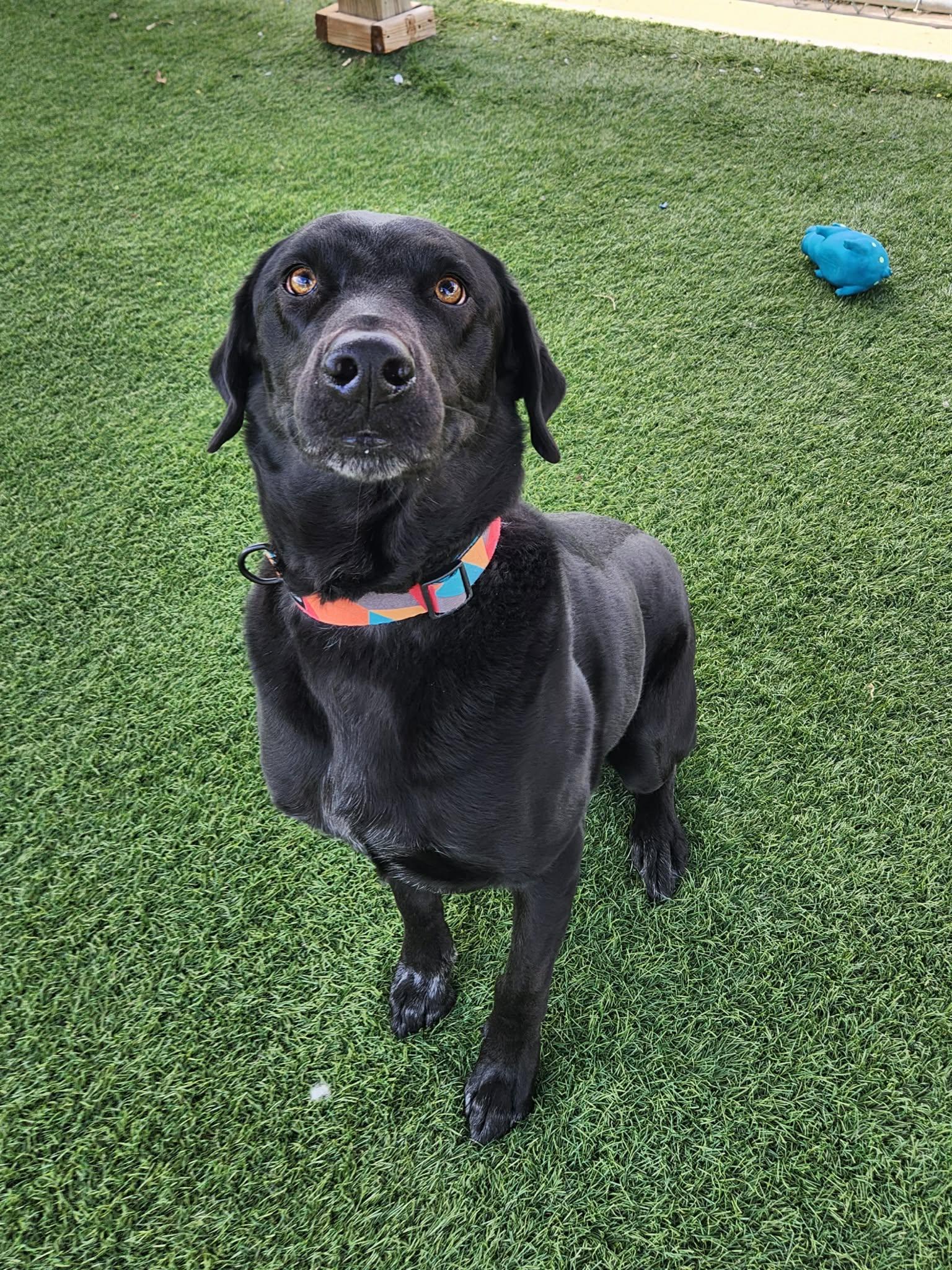 Enlarge Ruger, a ADOPTABLE mixed breed in Sparta, WI image 6/6
