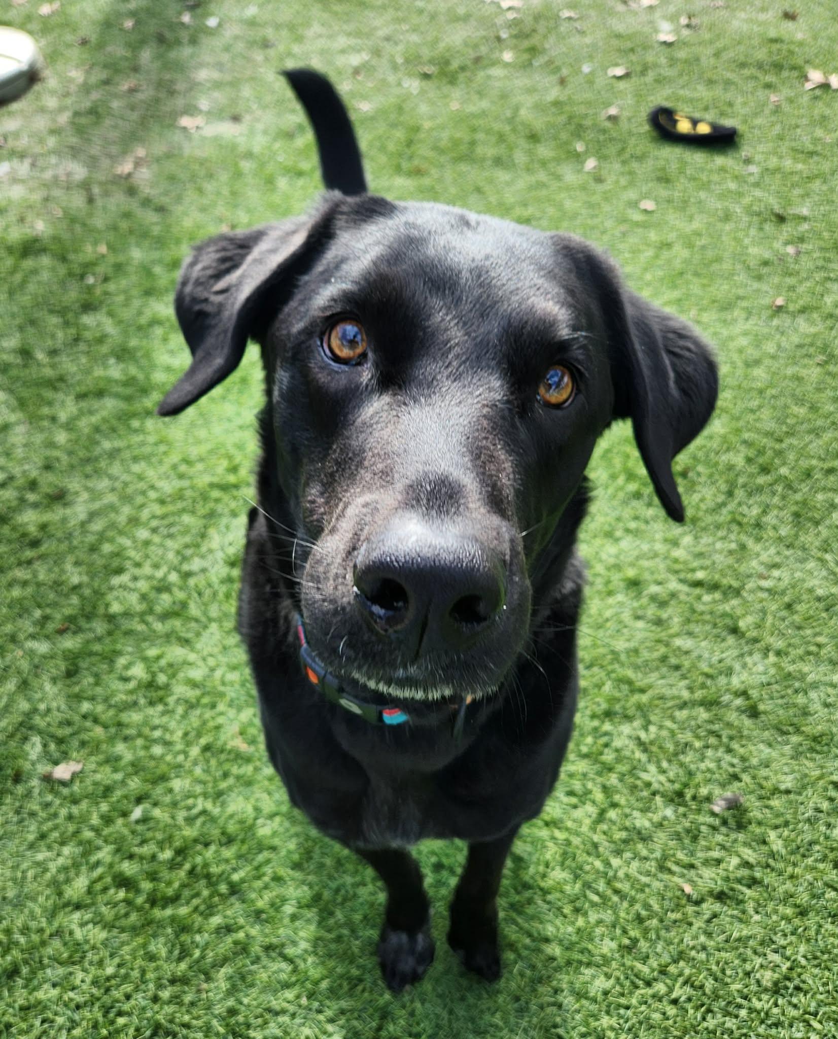 Enlarge Ruger, a ADOPTABLE mixed breed in Sparta, WI image 1/6