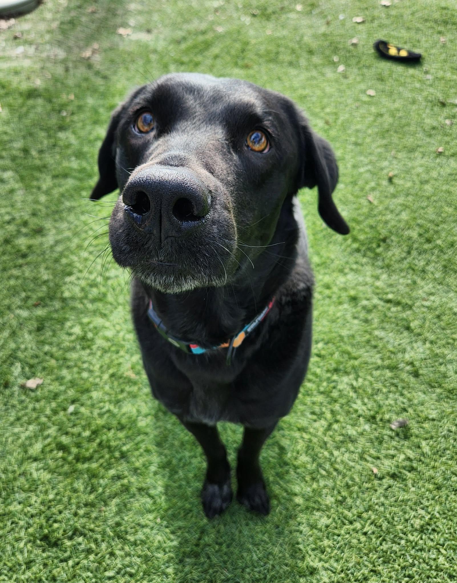 Enlarge Ruger, a ADOPTABLE mixed breed in Sparta, WI image 4/6