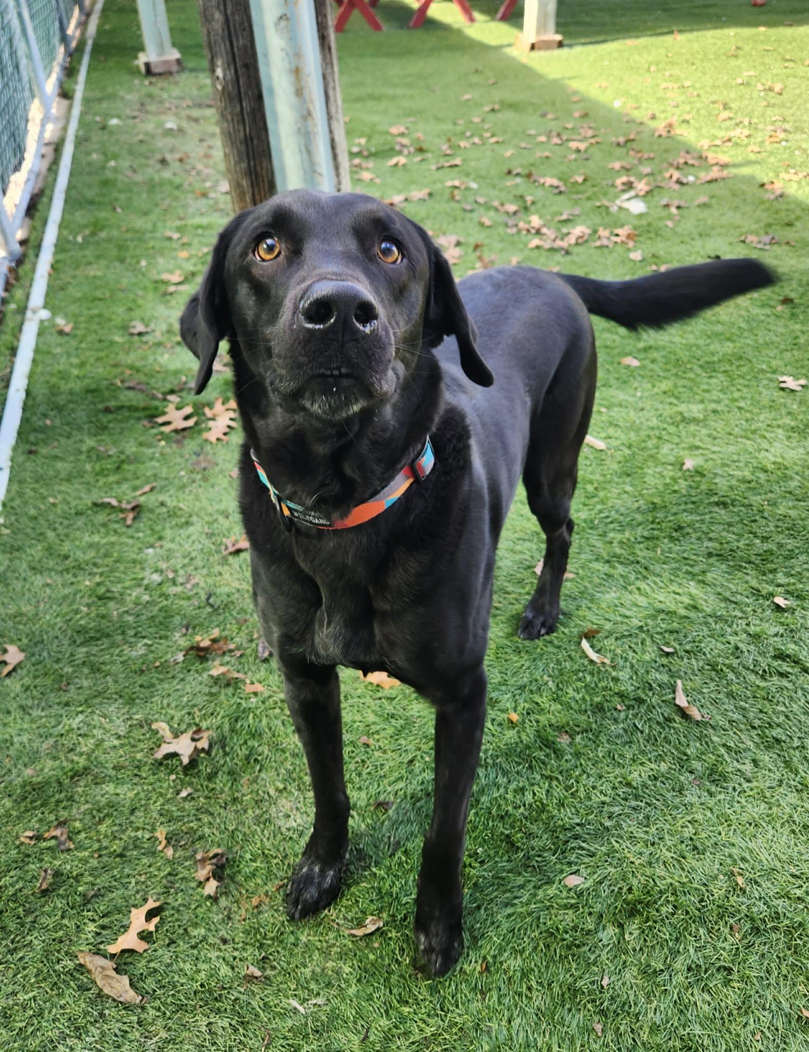 Enlarge Ruger, a ADOPTABLE mixed breed in Sparta, WI image 5/6