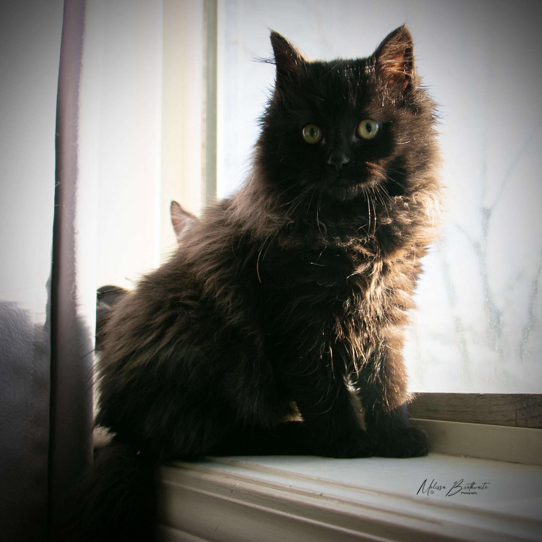 Enlarge Minxy, an adopted Domestic Long Hair in Calgary, AB image 2/6