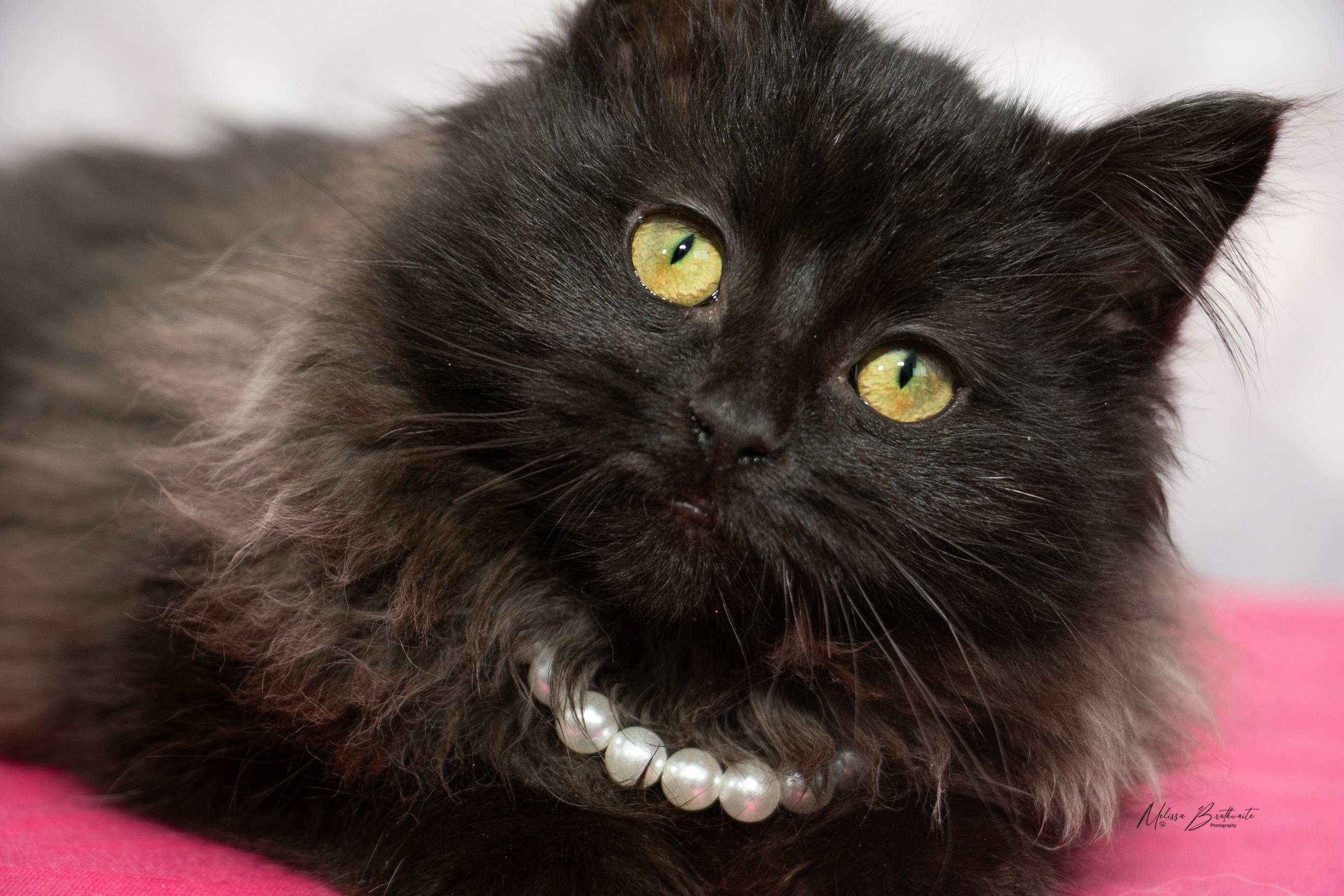 Enlarge Minxy, an adopted Domestic Long Hair in Calgary, AB image 6/6