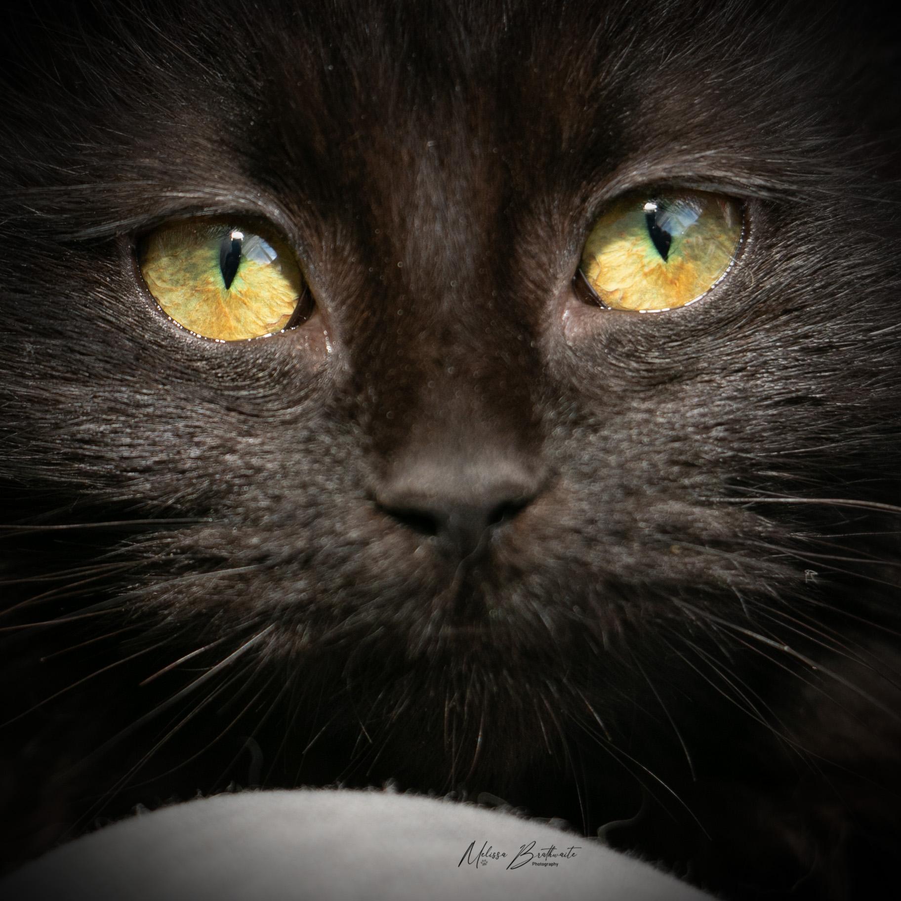 Enlarge Minxy, an adopted Domestic Long Hair in Calgary, AB image 3/6