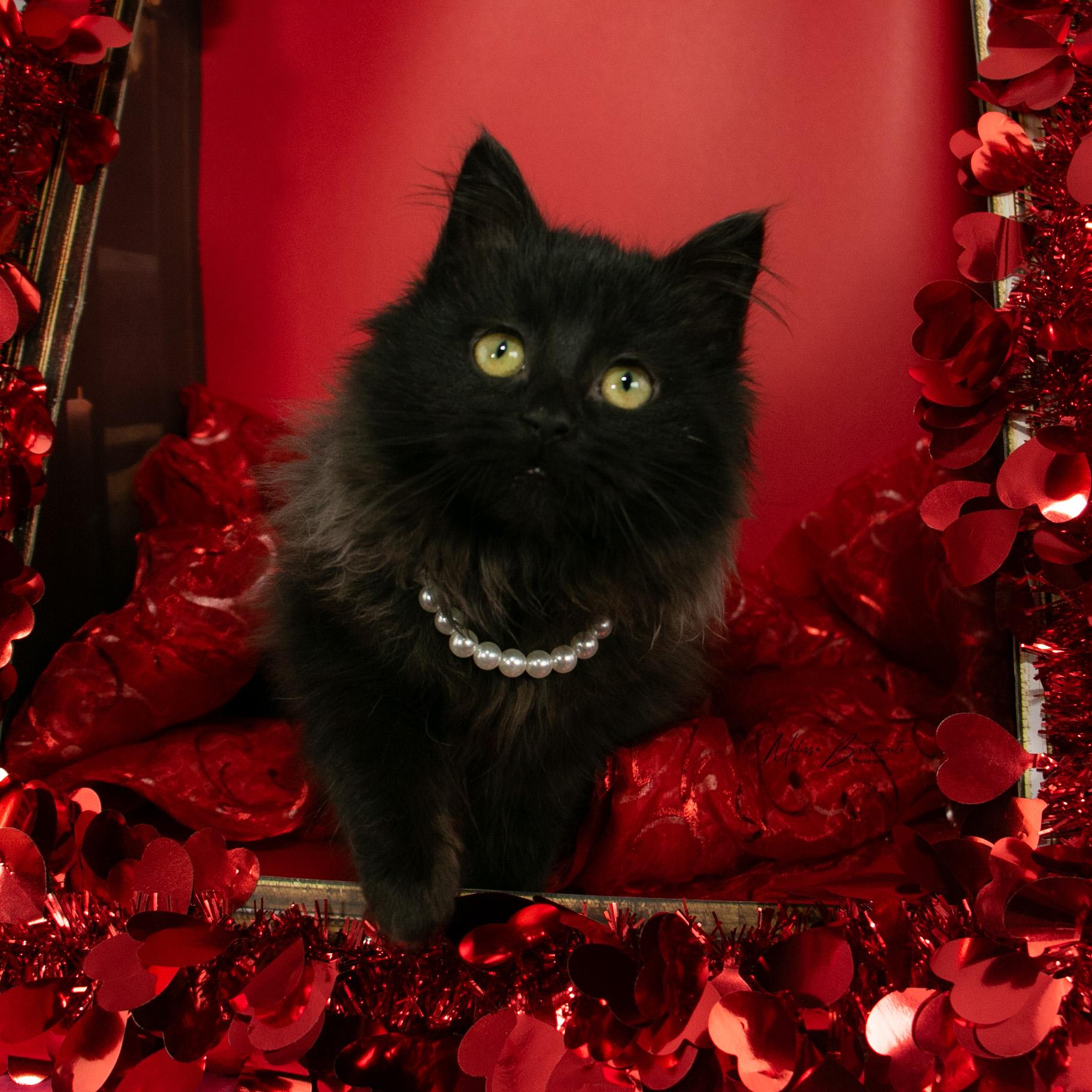 Enlarge Minxy, an adopted Domestic Long Hair in Calgary, AB image 1/6