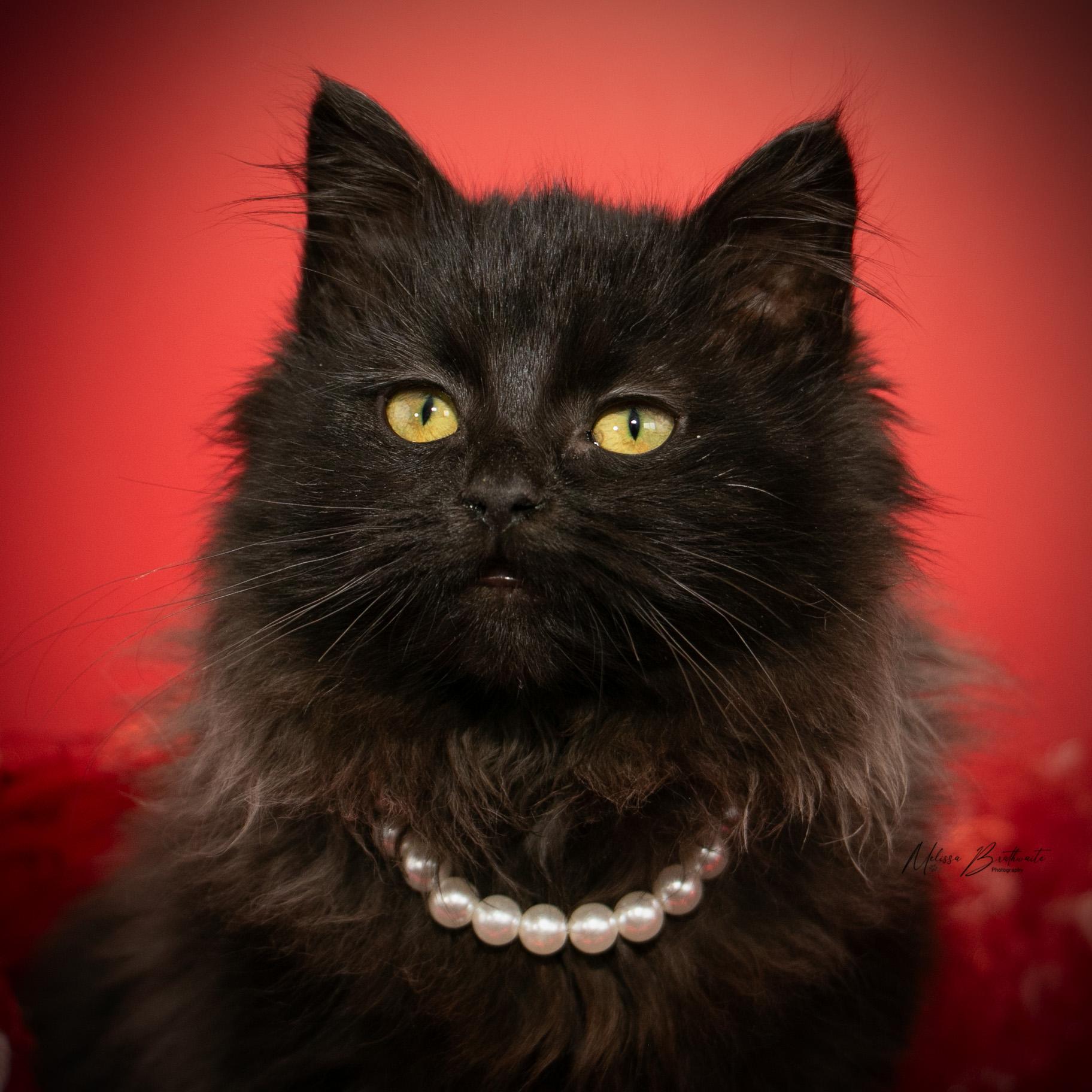 Enlarge Minxy, an adopted Domestic Long Hair in Calgary, AB image 5/6