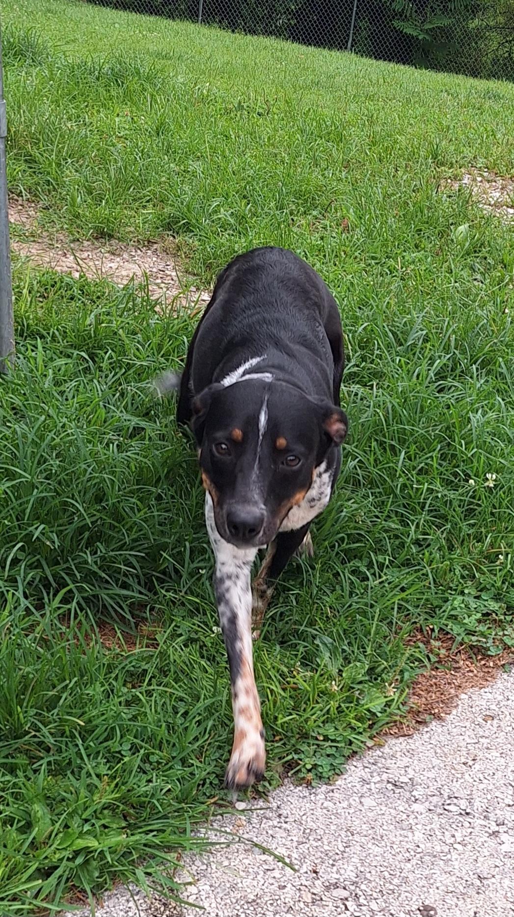 Hubble, a ADOPTABLE mixed breed in Stanton, KY image 4/6