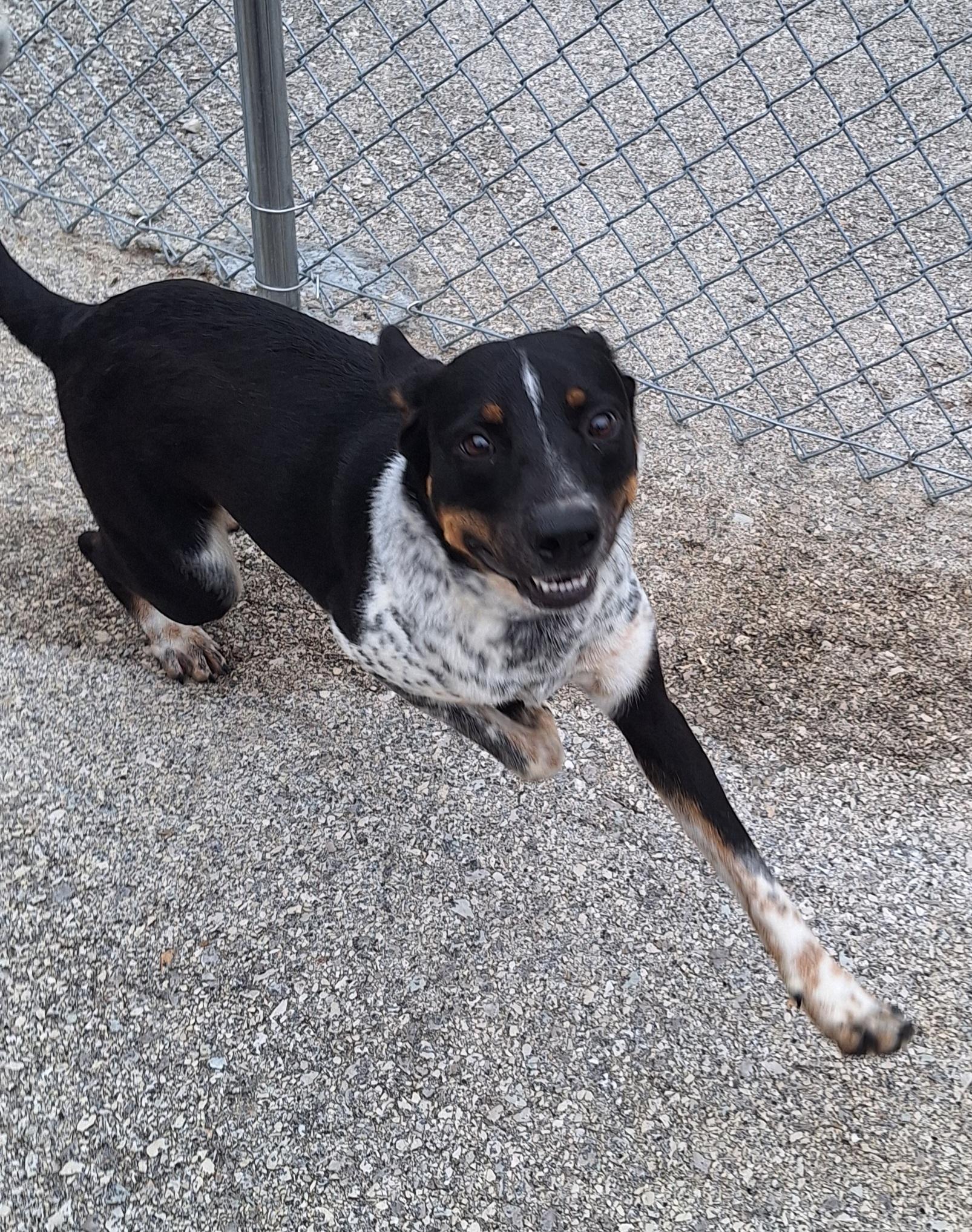 Hubble, a ADOPTABLE mixed breed in Stanton, KY image 5/6