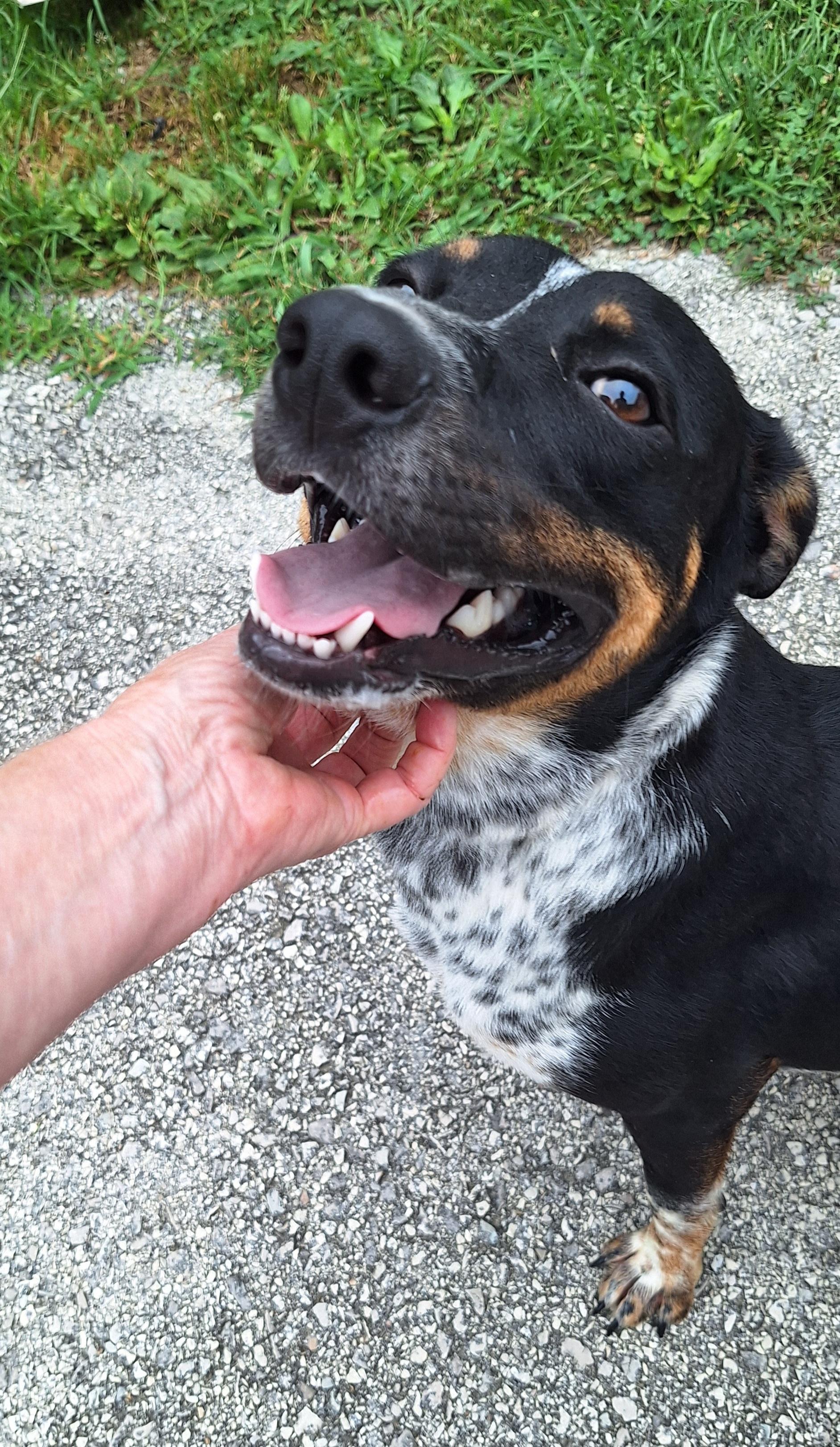 Hubble, a ADOPTABLE mixed breed in Stanton, KY image 2/6
