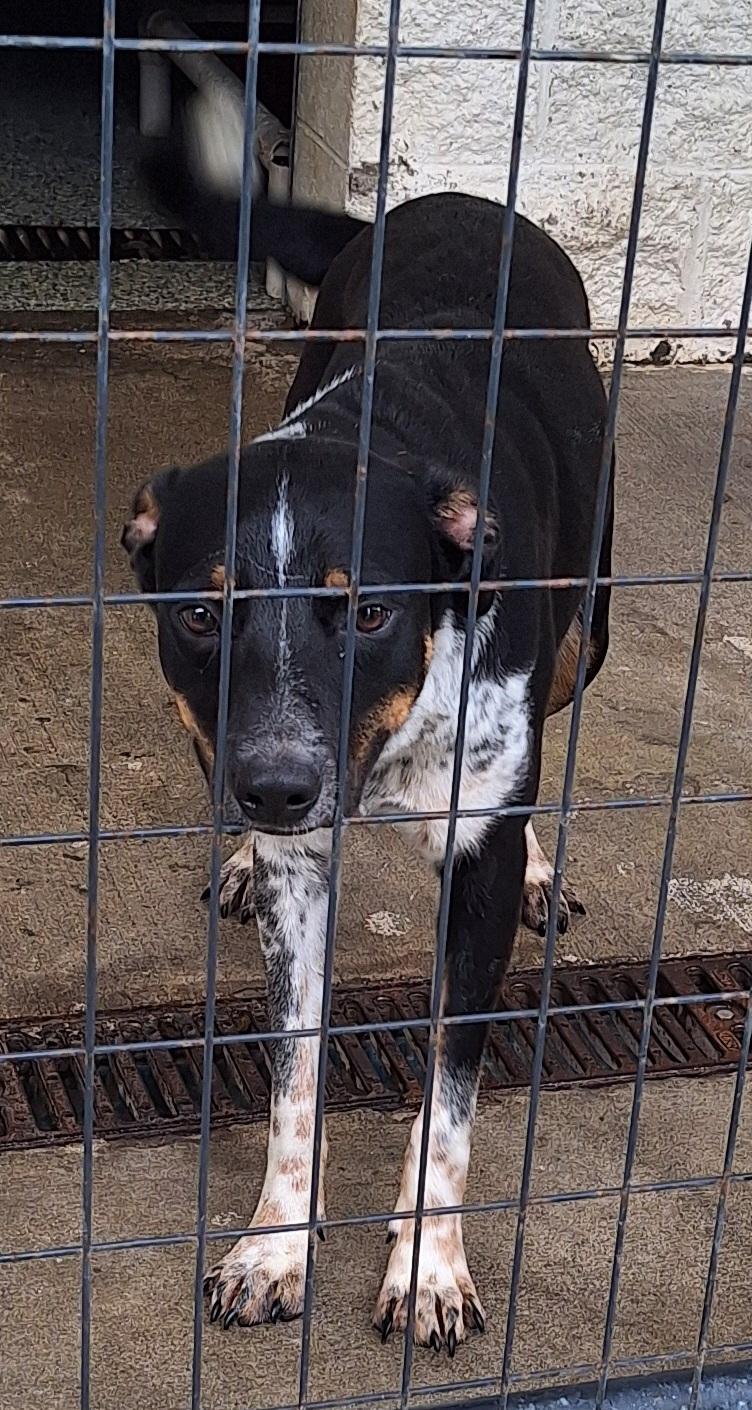 Hubble, a ADOPTABLE mixed breed in Stanton, KY image 3/6