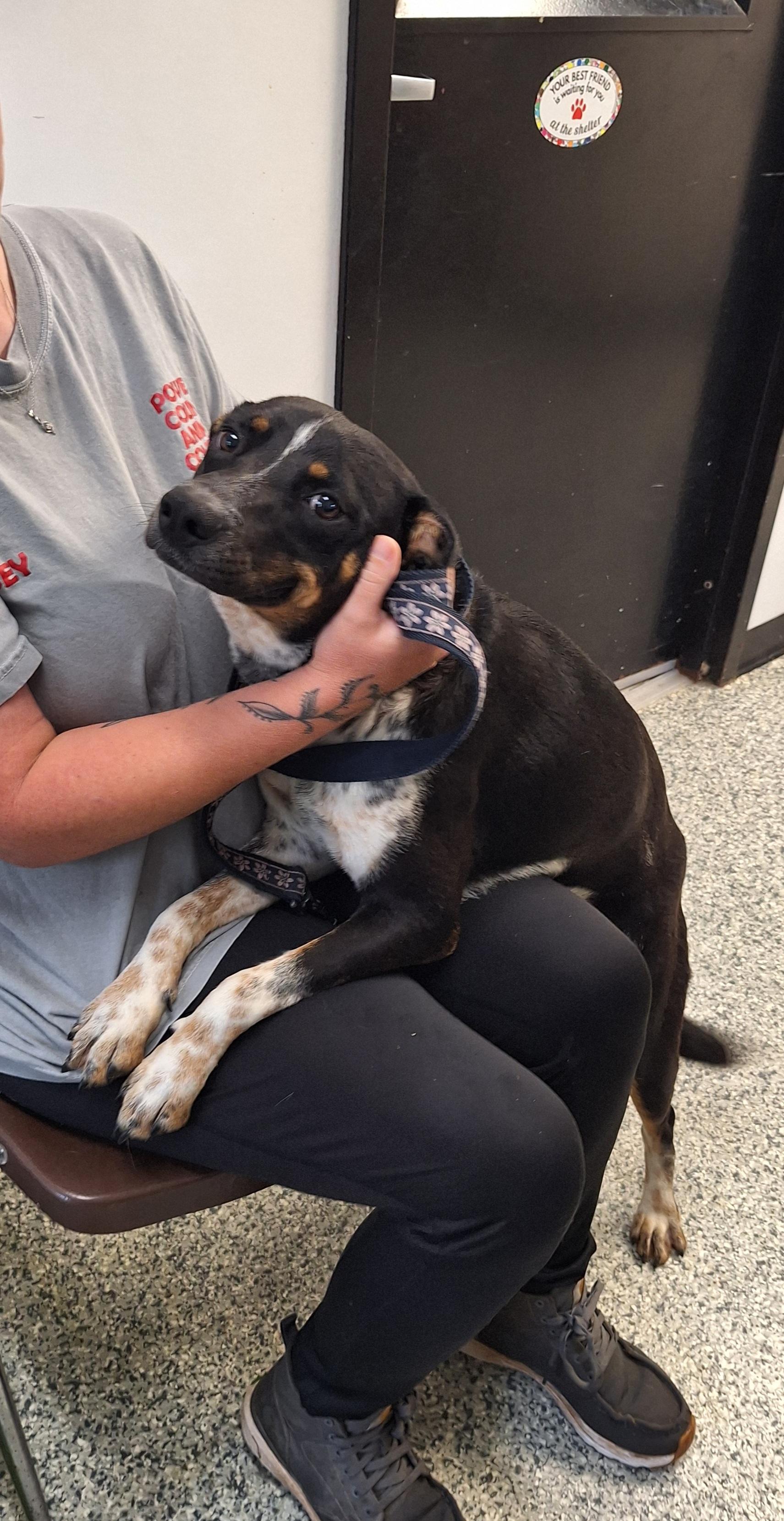 Hubble, a ADOPTABLE mixed breed in Stanton, KY image 1/6