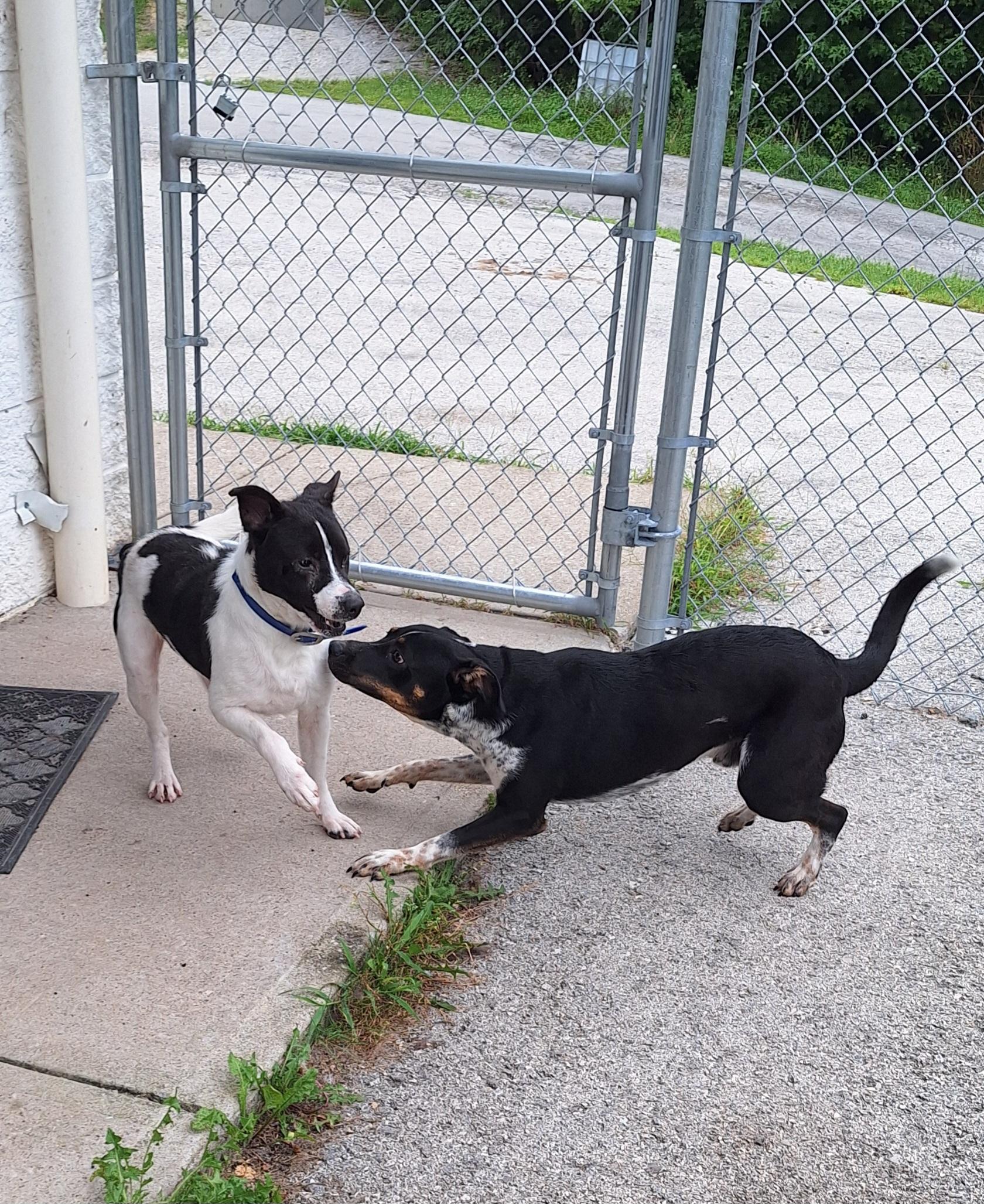 Hubble, a ADOPTABLE mixed breed in Stanton, KY image 6/6