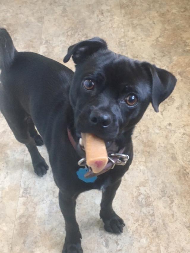 Enlarge Cappy  , an adopted mixed breed in Greensboro, GA image 1/5