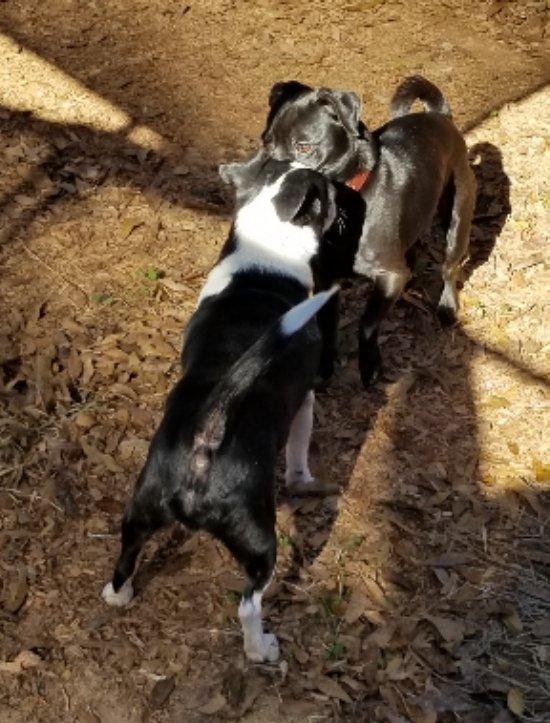 Enlarge Cappy  , an adopted mixed breed in Greensboro, GA image 5/5