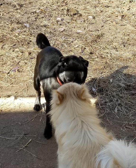 Enlarge Cappy  , an adopted mixed breed in Greensboro, GA image 4/5