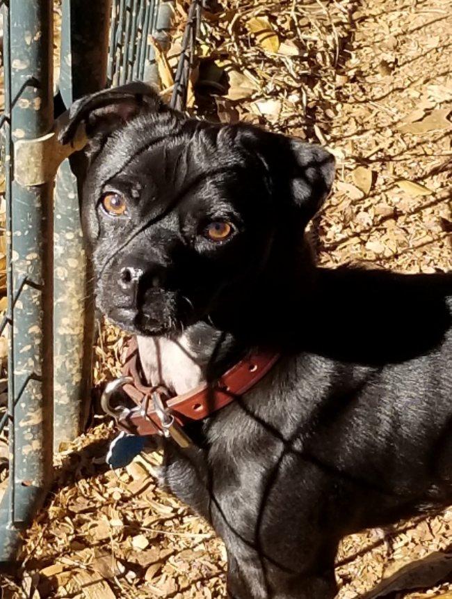 Enlarge Cappy  , an adopted mixed breed in Greensboro, GA image 2/5