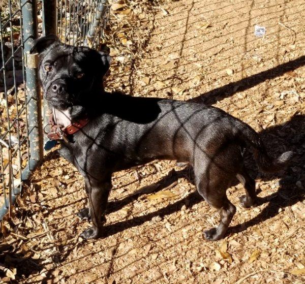 Enlarge Cappy  , an adopted mixed breed in Greensboro, GA image 3/5