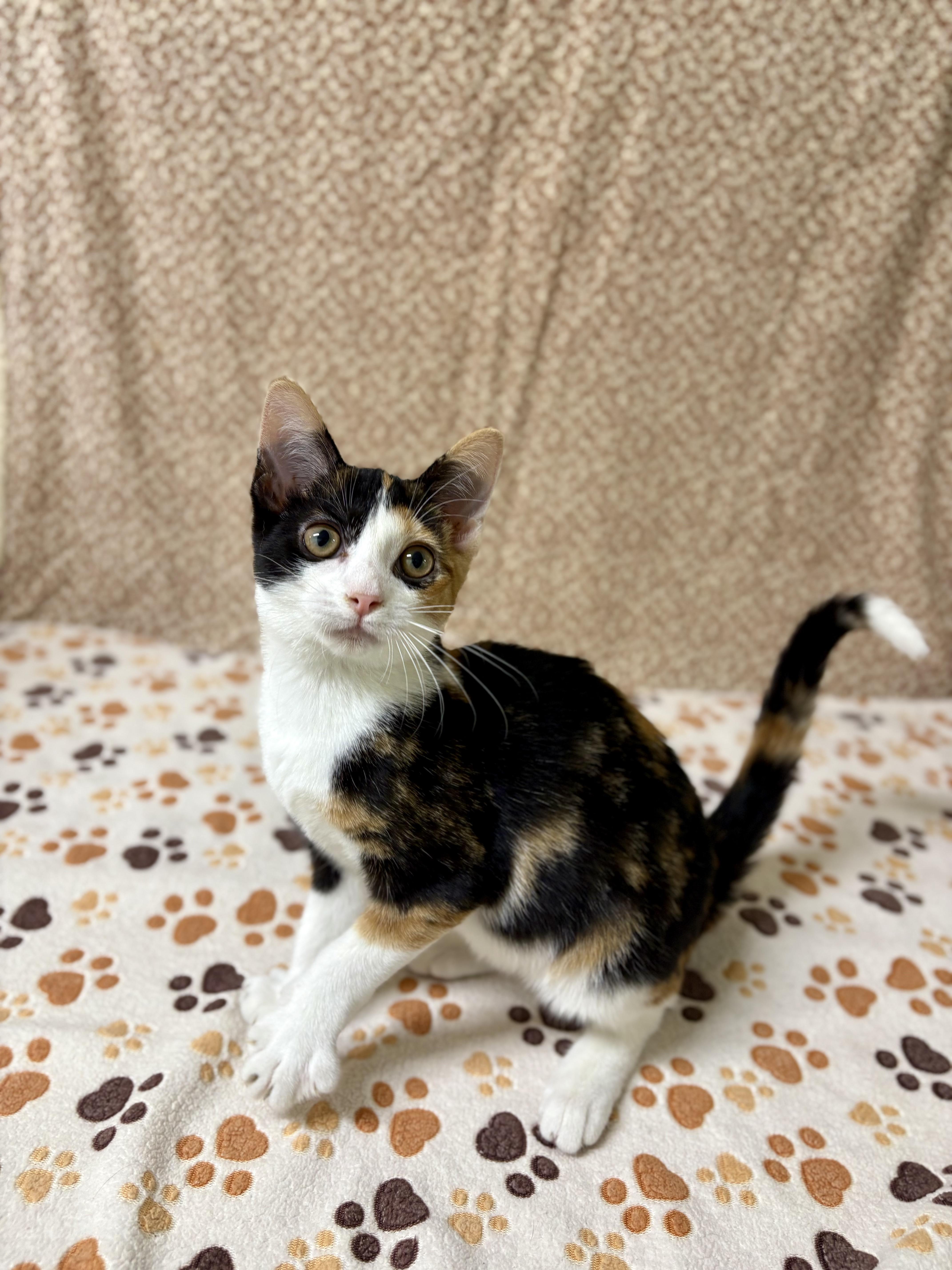 Enlarge Donut, a Adoptable mixed breed in Upper Sandusky, OH image 2/2