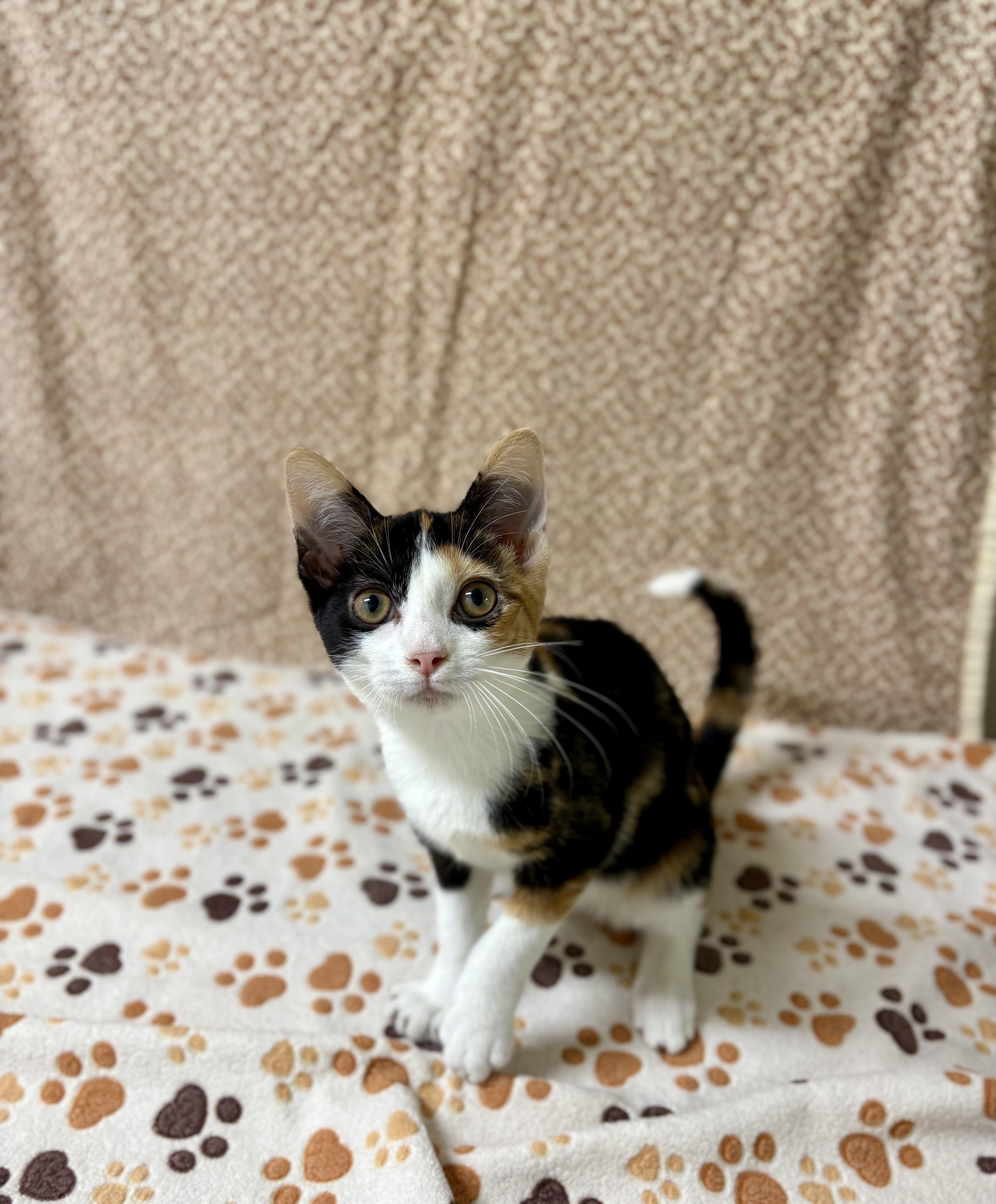 Donut, Adoptable, Young Female Domestic Short Hair.
