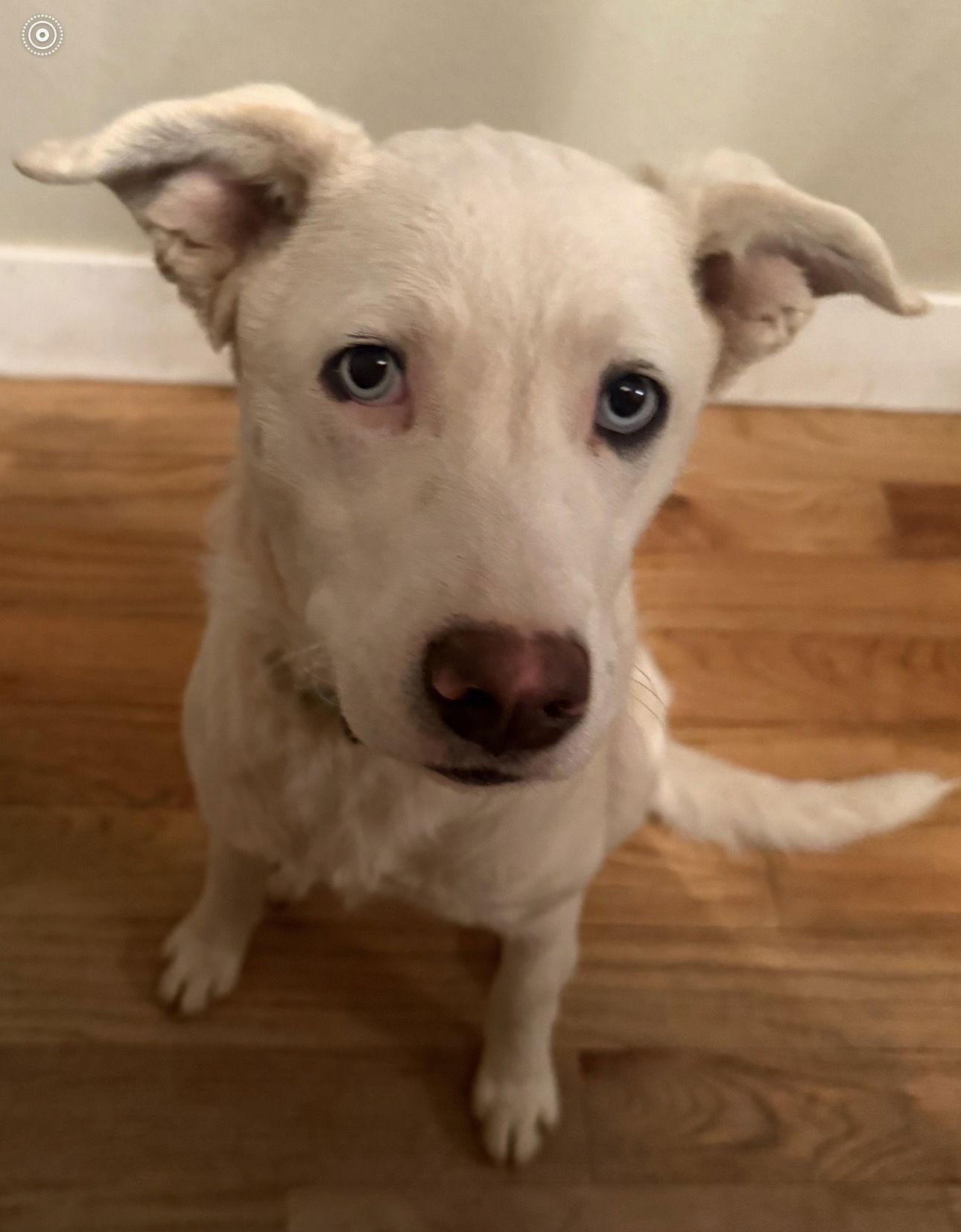 Willow, Adoptable, Young Female Husky & Australian Cattle Dog / Blue Heeler.