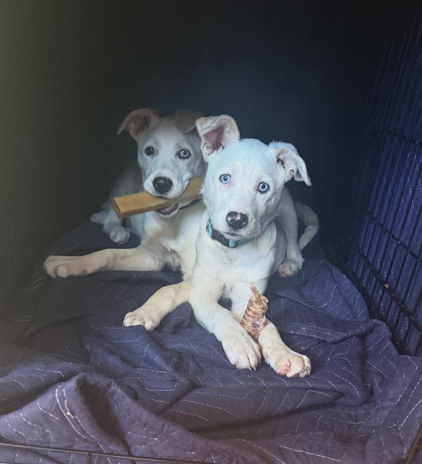 Enlarge Willow, a Adoptable mixed breed in Midway, UT image 2/2