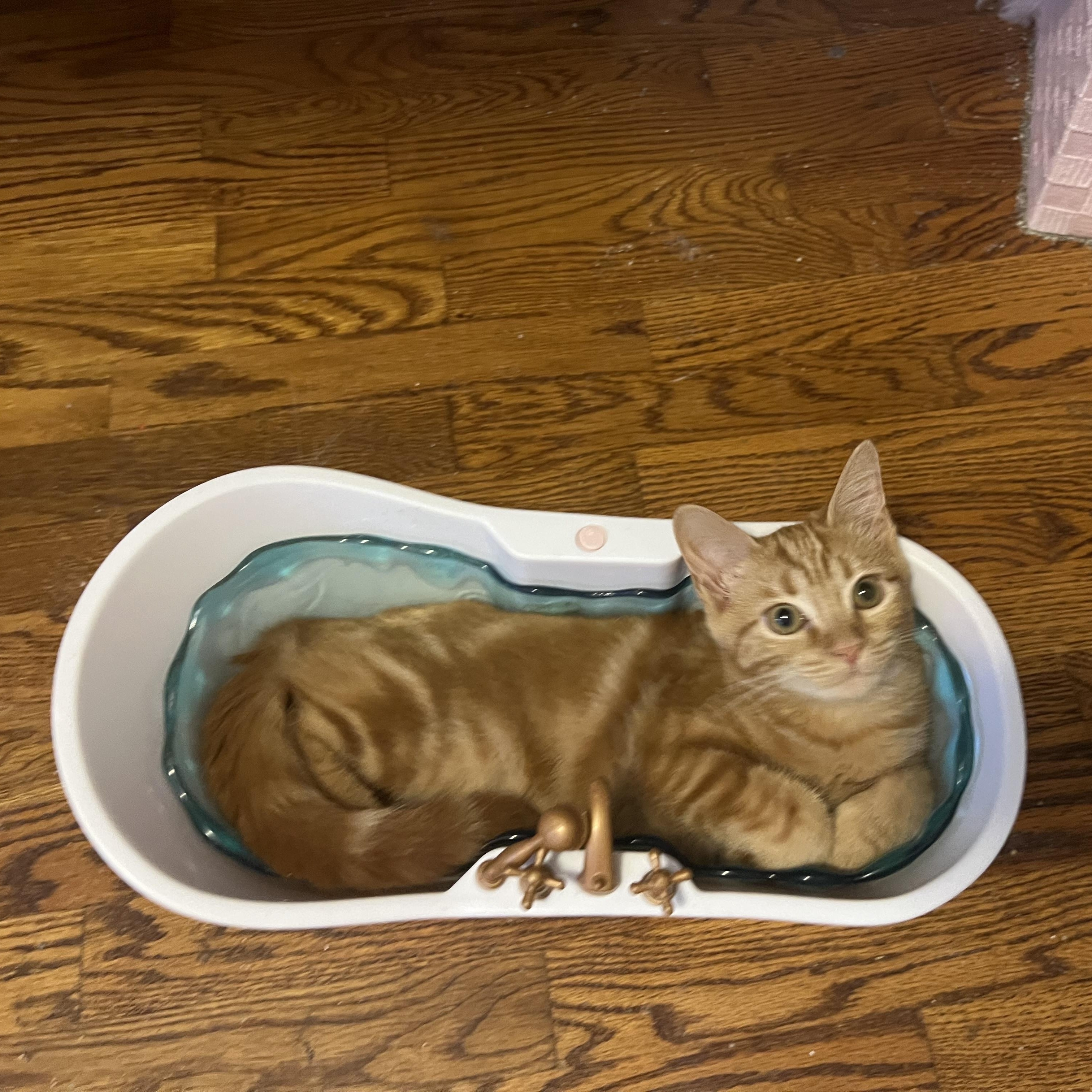 Chi, ADOPTABLE, Young Male Domestic Short Hair.