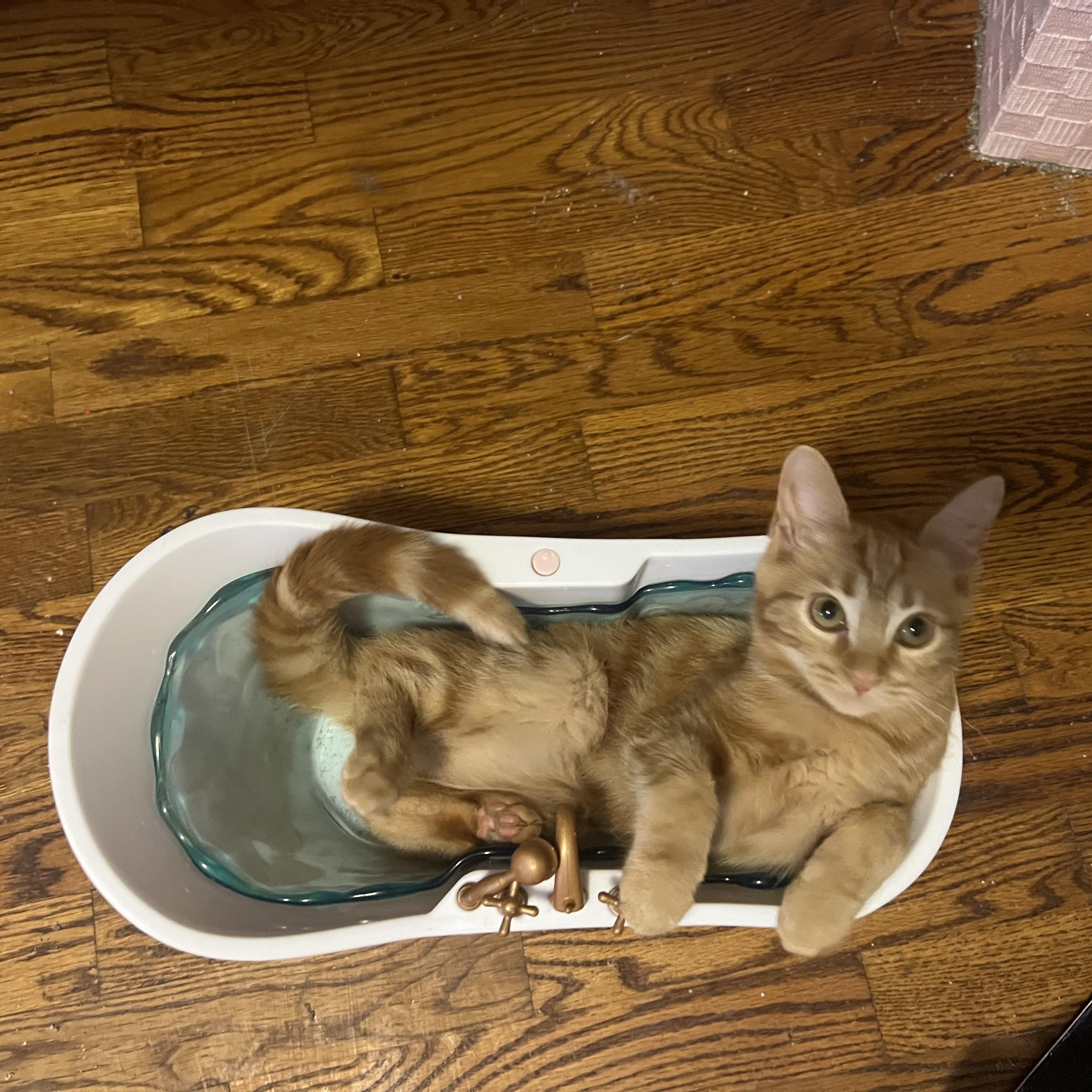 Chi, a ADOPTABLE Domestic Short Hair in Howell, MI image 2/2
