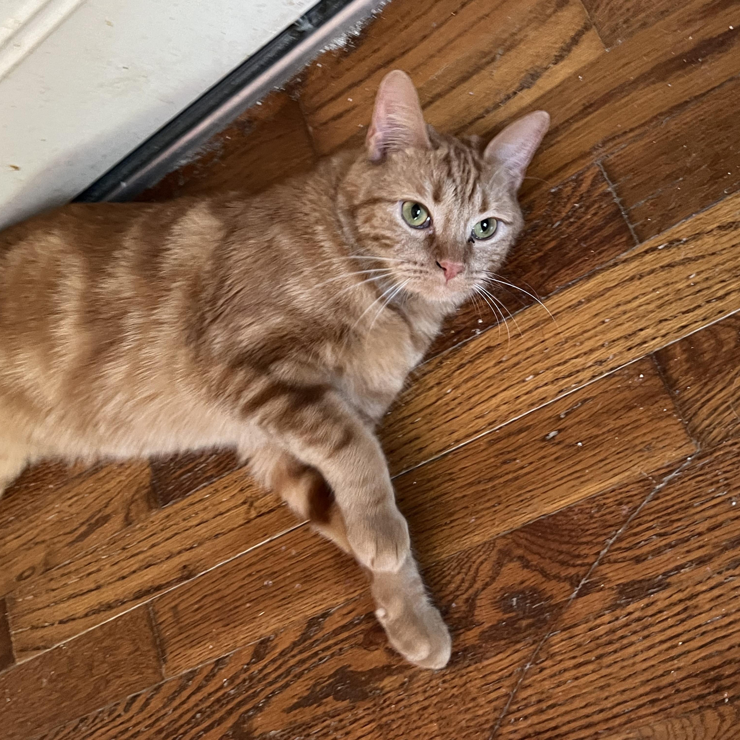 Chi, ADOPTABLE, Young Male Domestic Short Hair.