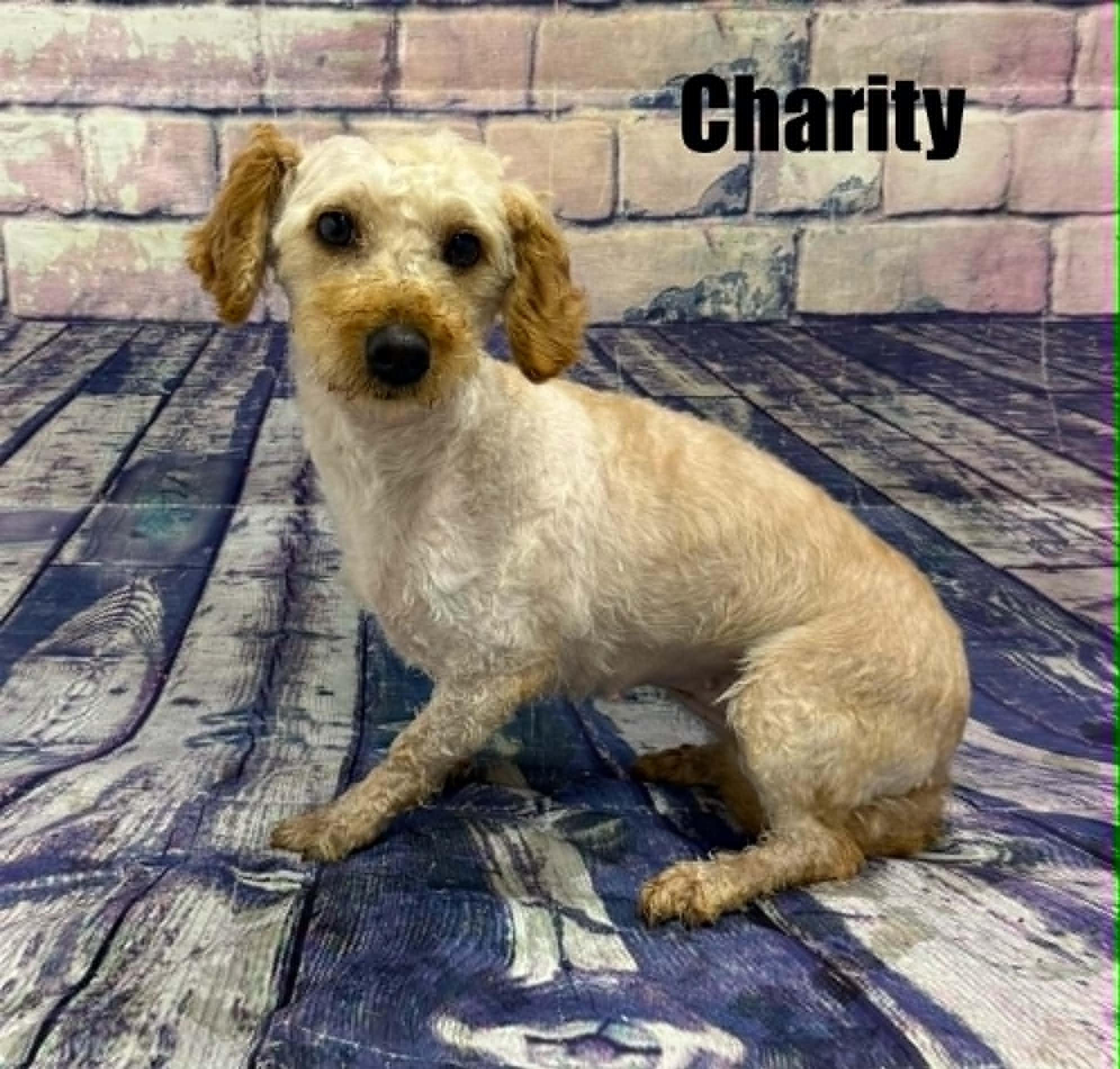 Enlarge Charity, a Adoptable mixed breed in Quincy, MI image 3/3