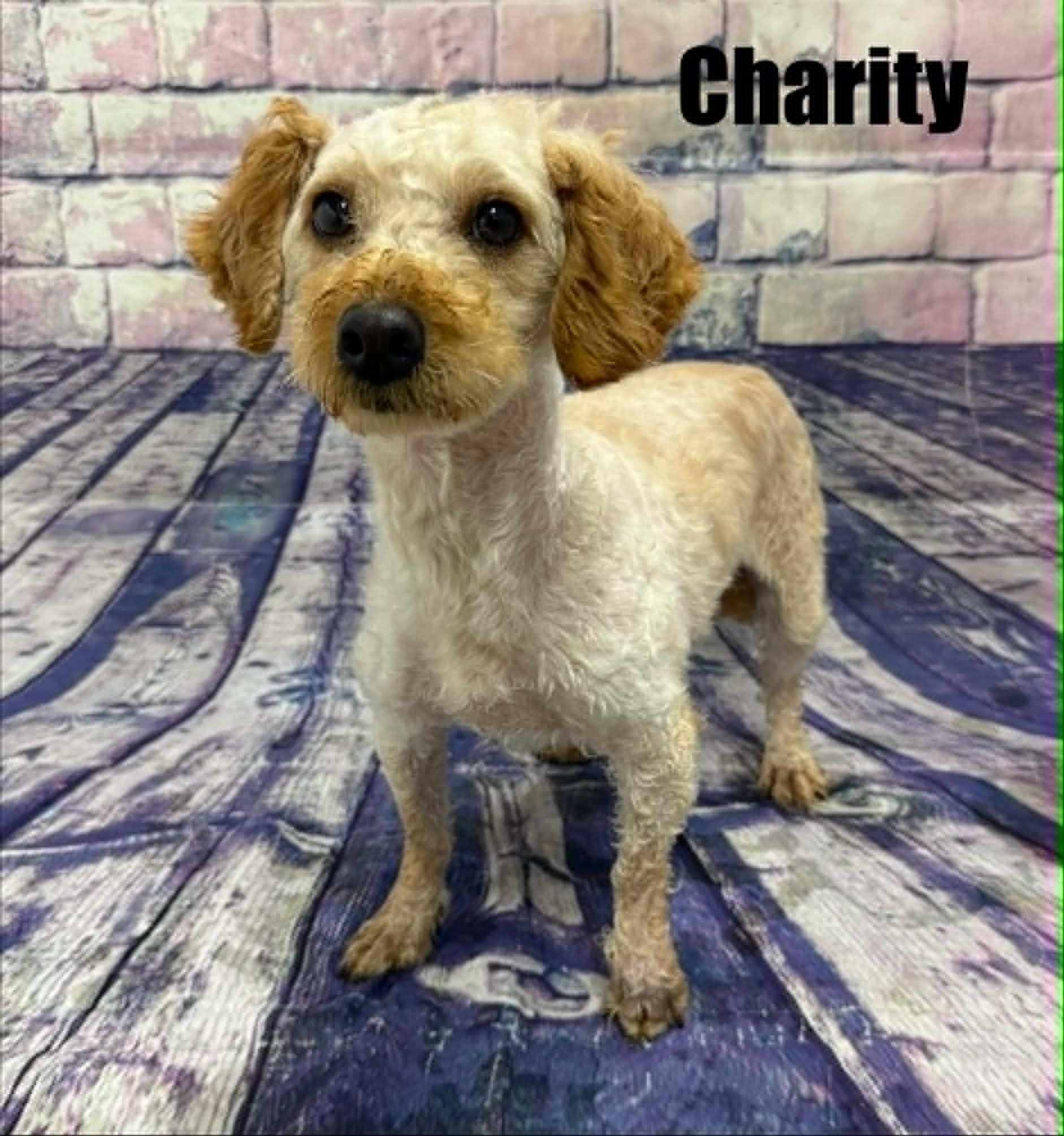 Charity, Adoptable, Adult Female Poodle.