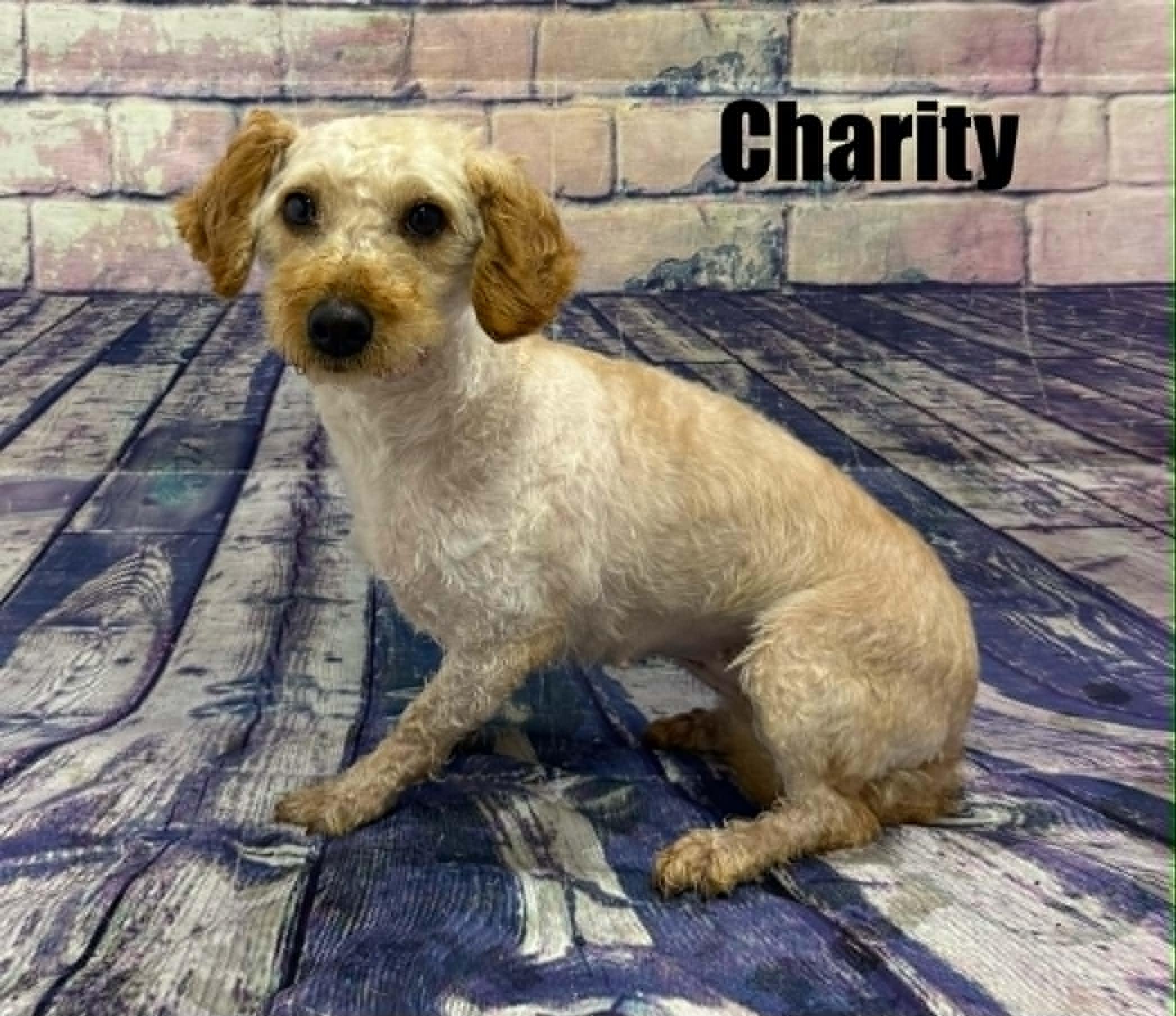 Enlarge Charity, a Adoptable mixed breed in Quincy, MI image 2/3