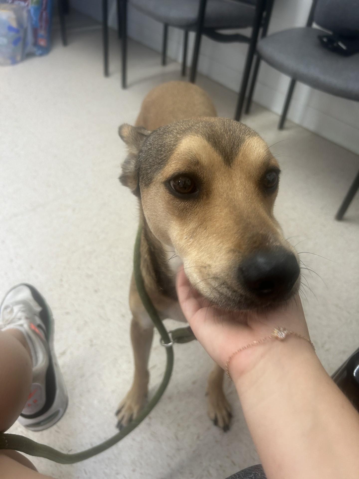 Enlarge Toby, a ADOPTABLE Mixed Breed in Mount Sterling, KY image 1/1