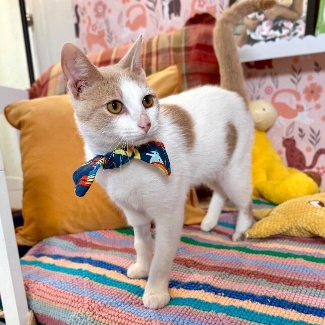 Mr. Bigglesworth — thumbnail 3