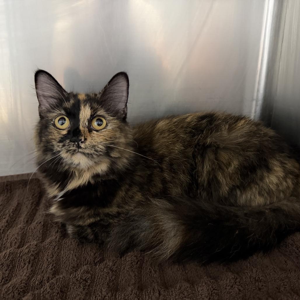 Susan, ADOPTABLE, Adult Female Domestic Medium Hair.