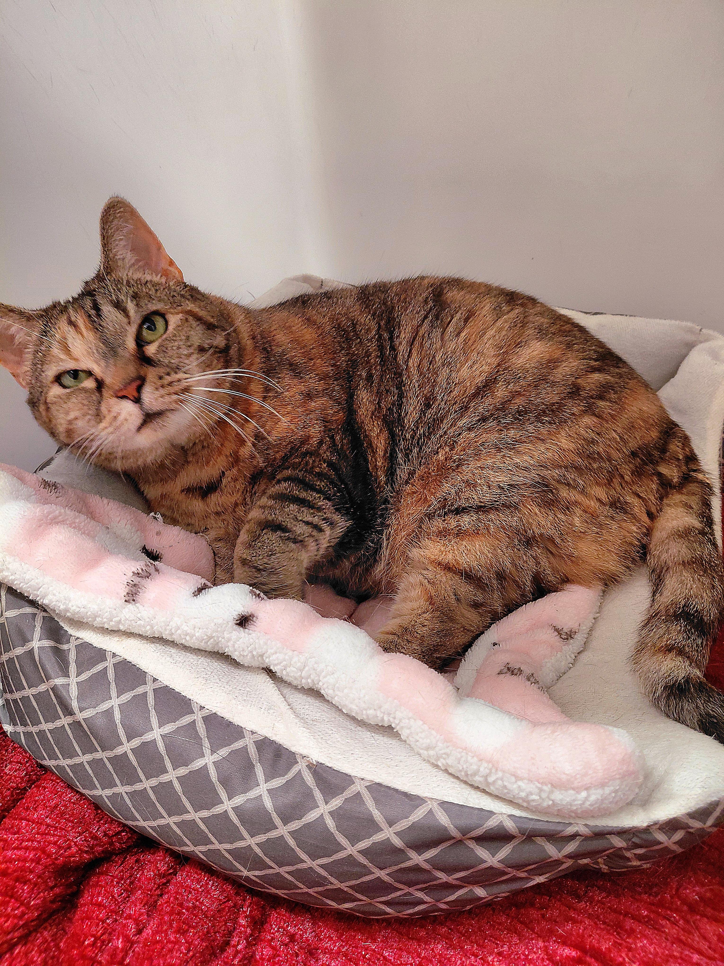 Chloe, Adoptable, Adult Female Domestic Short Hair.